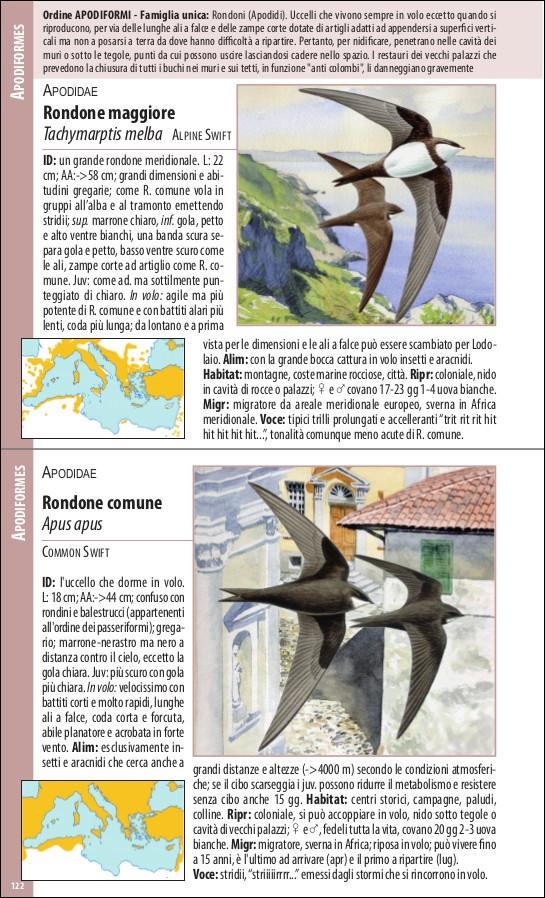 Uccelli del Mediterraneo. Guida all'osservazione
