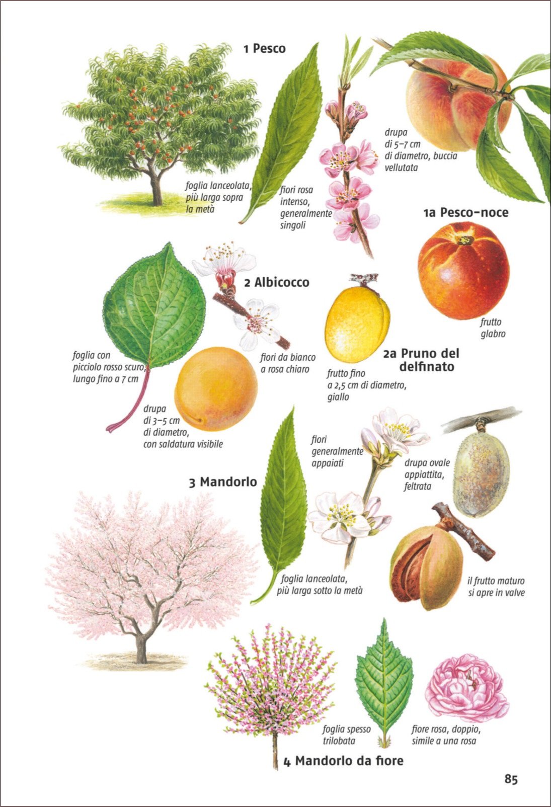 Guida agli alberi d'Europa
