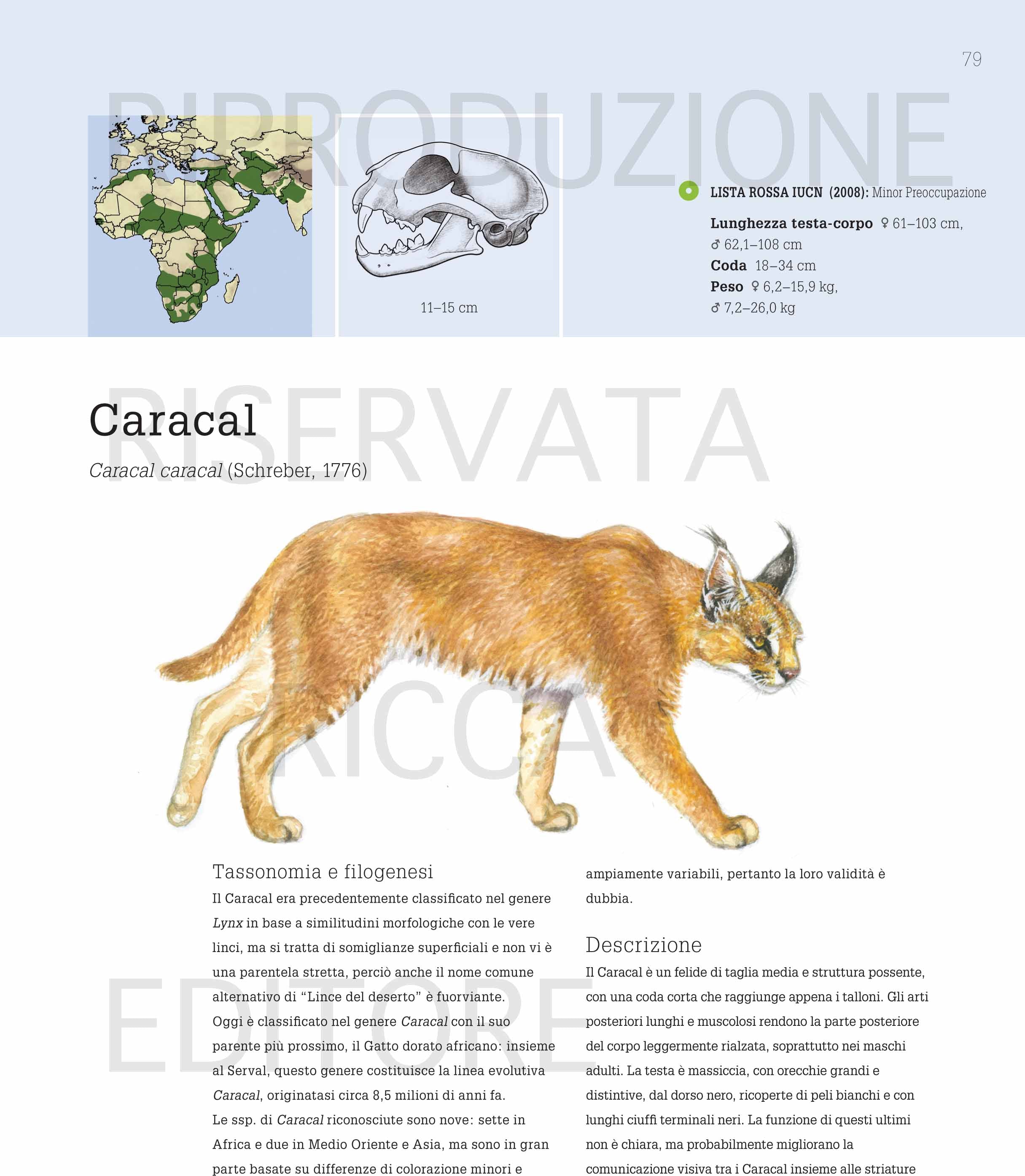 Guida ai felidi selvatici del mondo