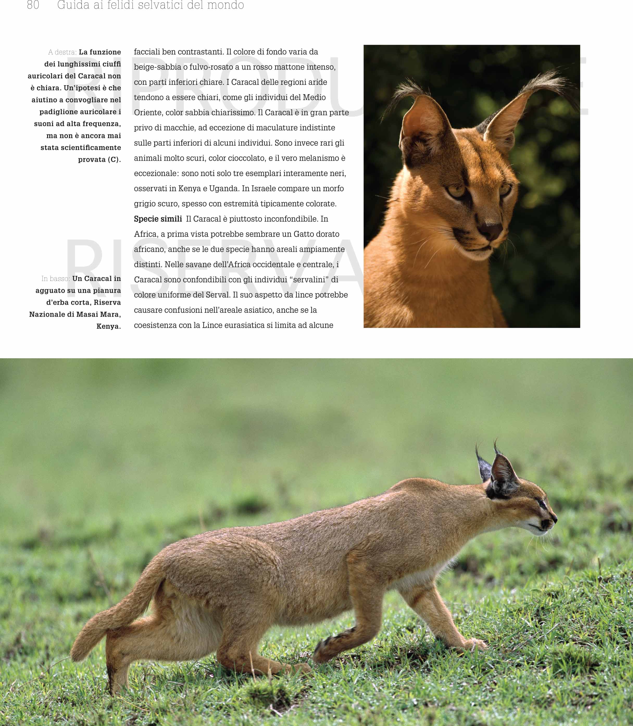 Guida ai felidi selvatici del mondo