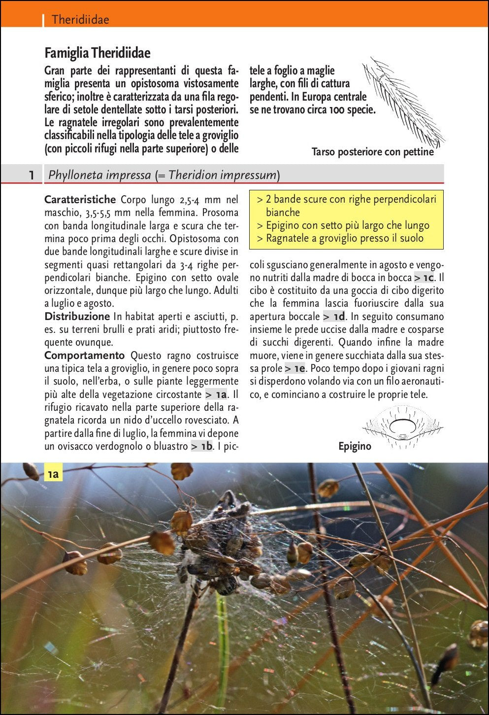 Guida ai ragni d'Europa