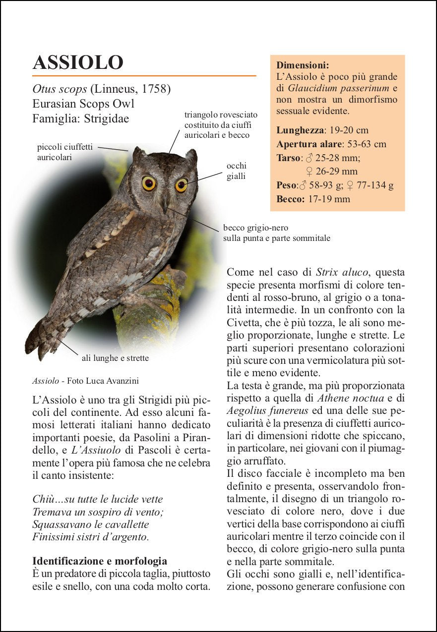 Guida ai rapaci notturni d'Europa