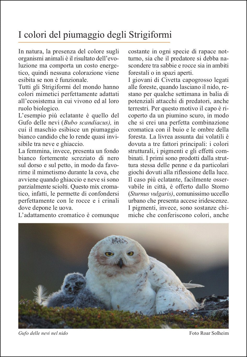 Guida ai rapaci notturni d'Europa