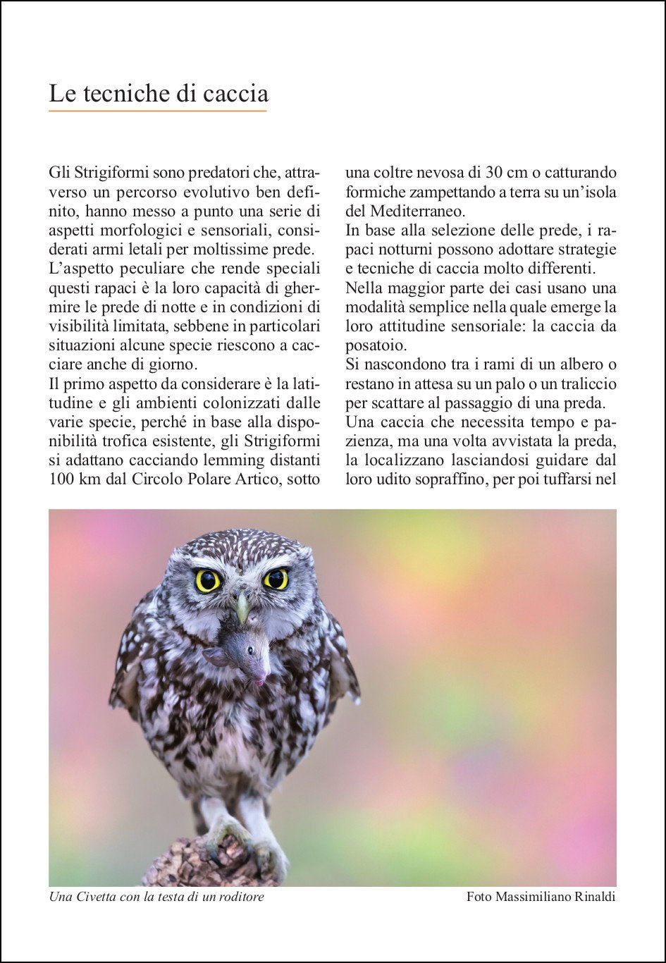 Guida ai rapaci notturni d'Europa