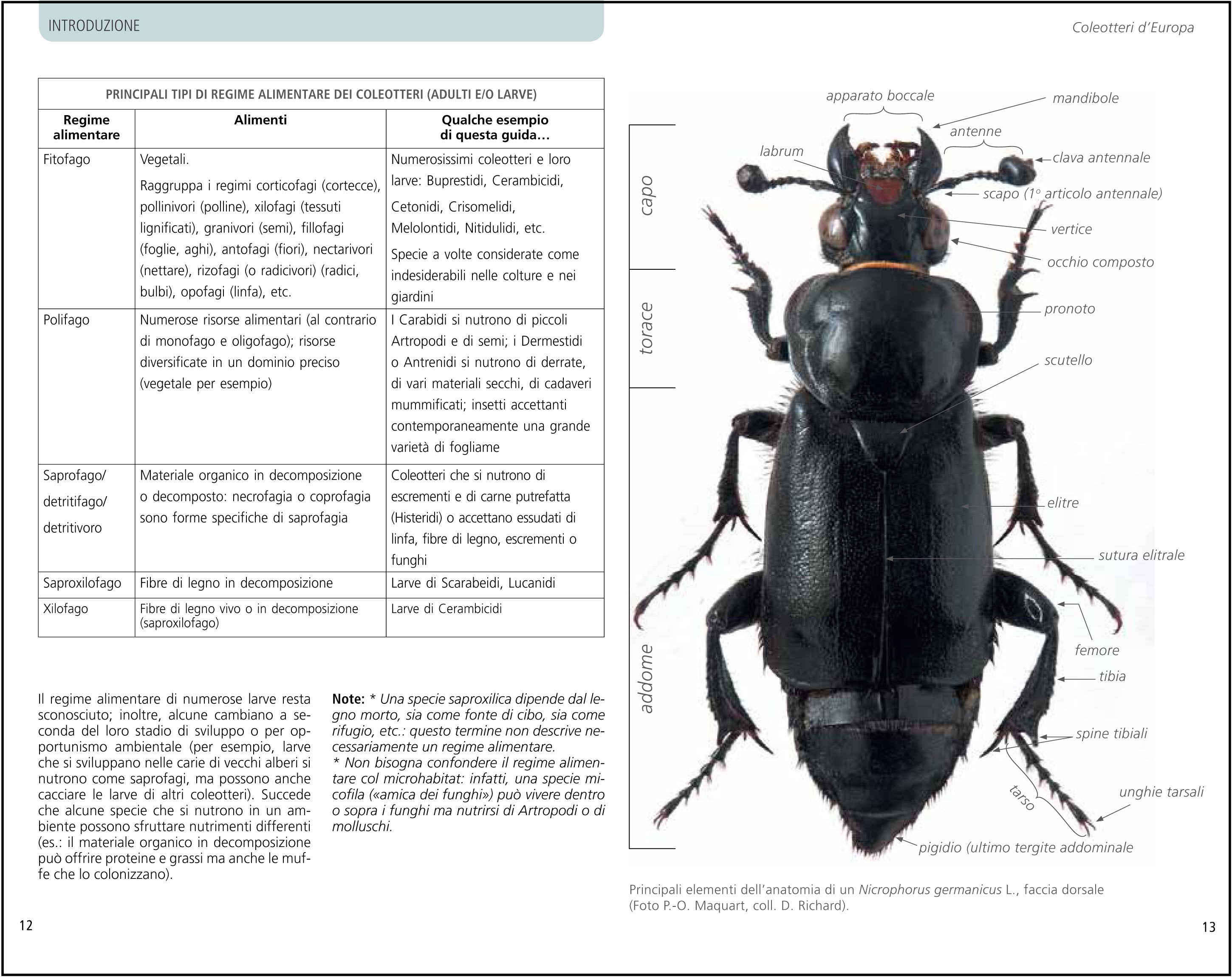 Guida ai coleotteri d'Europa