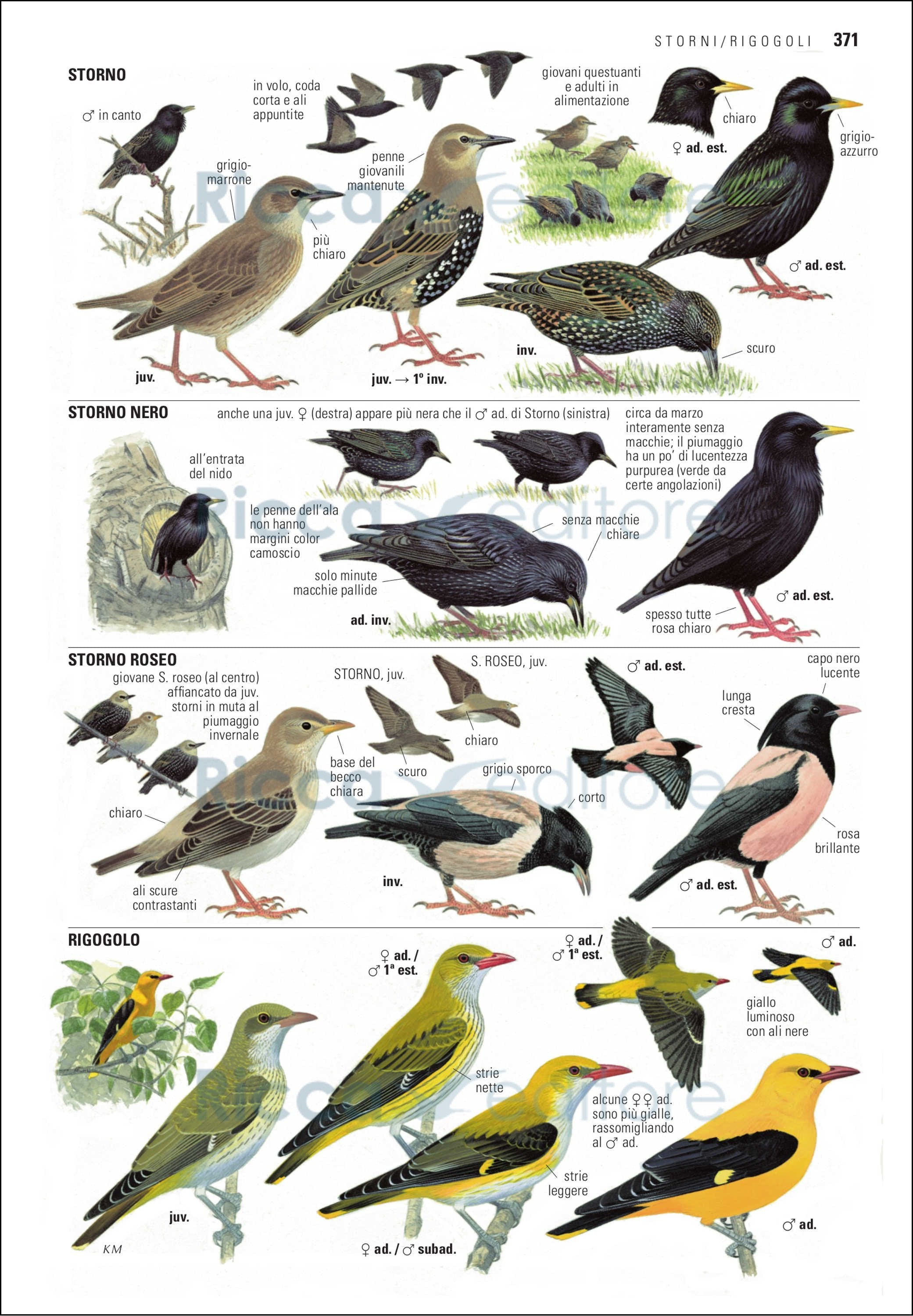 Guida degli uccelli d'Europa, Nord Africa e Vicino Oriente