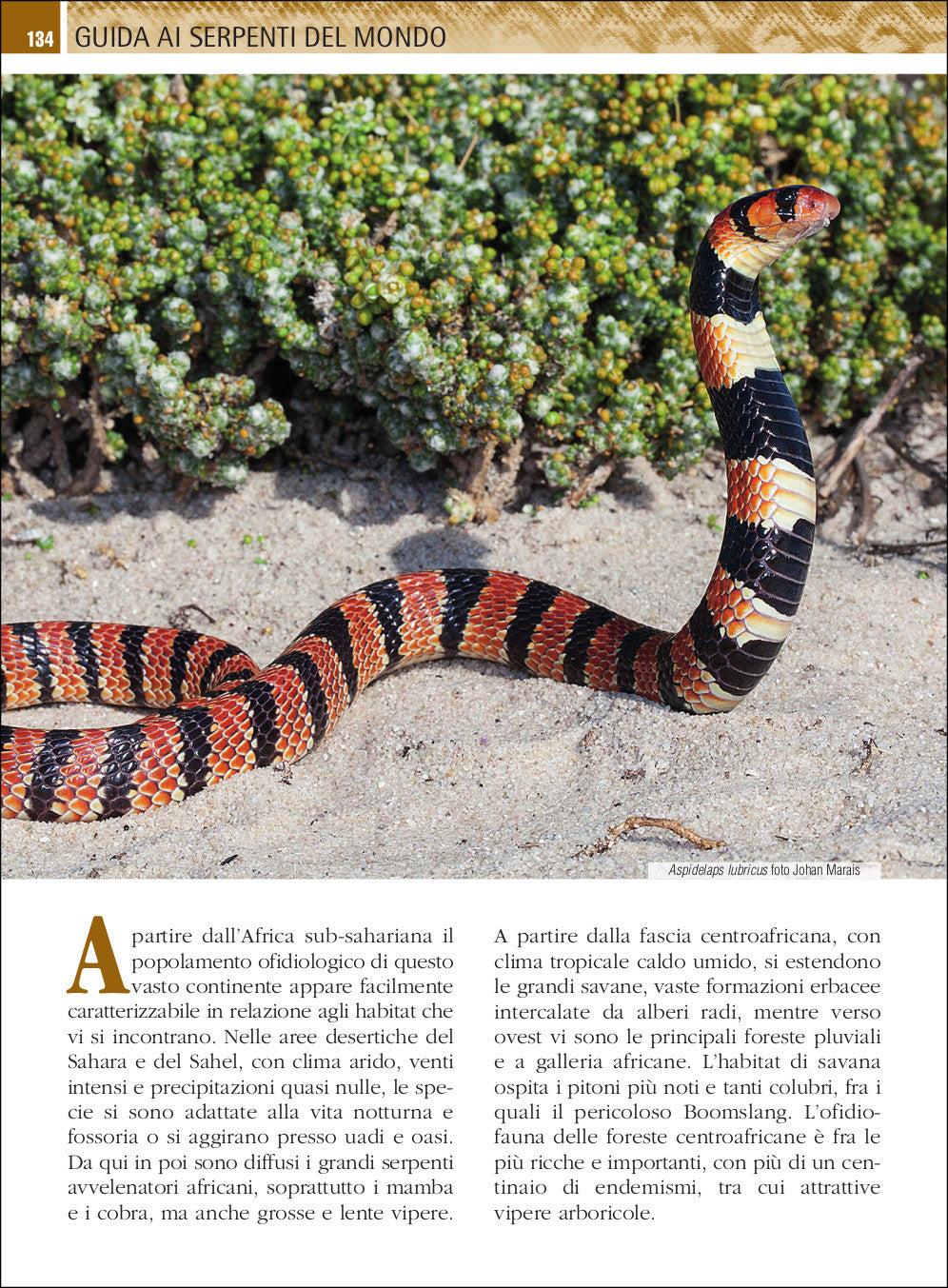 Guida ai serpenti del mondo. Oltre 800 specie illustrate con più di 1200 fotografie