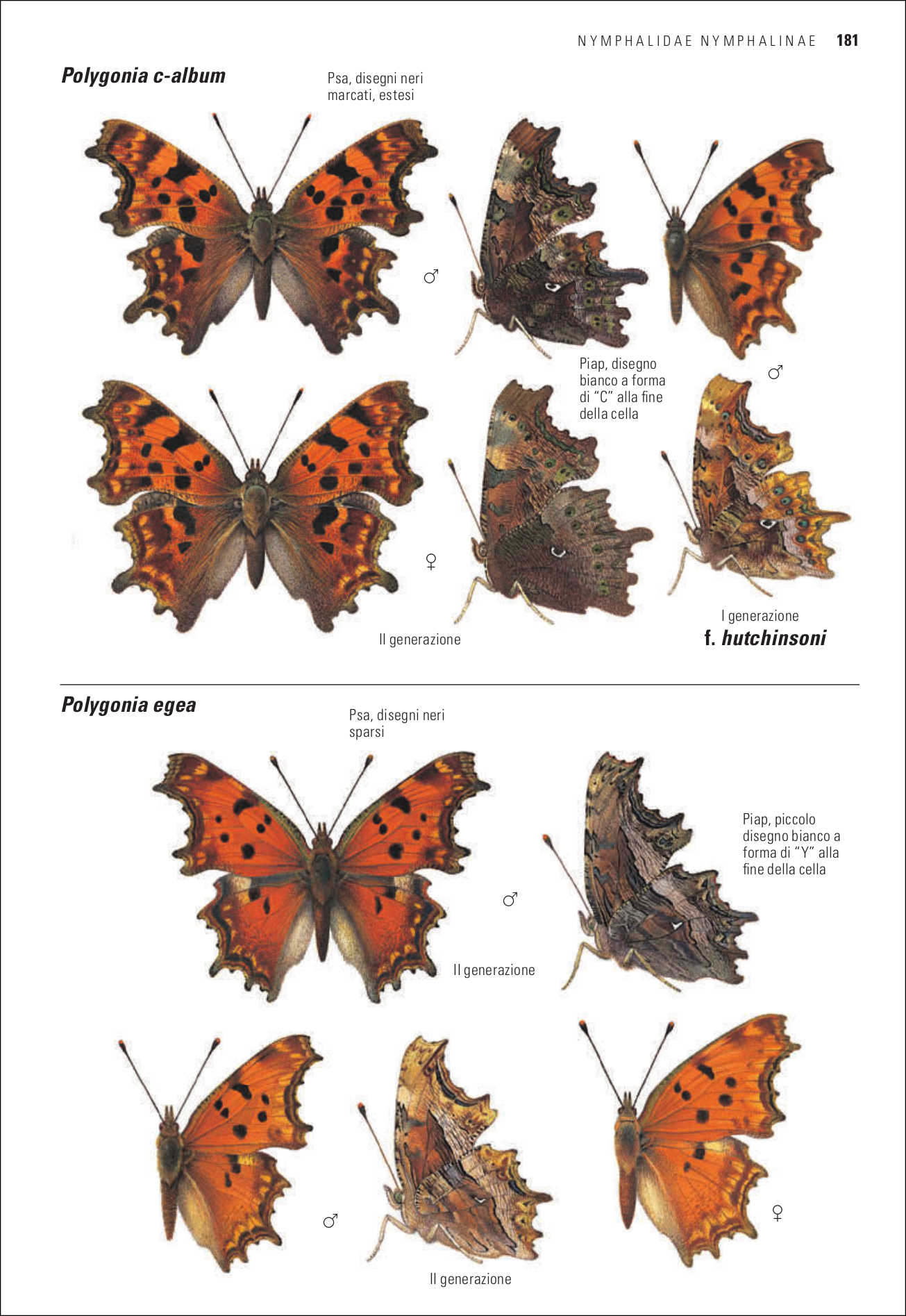 Guida alle farfalle d'Europa. Oltre 500 specie illustrate