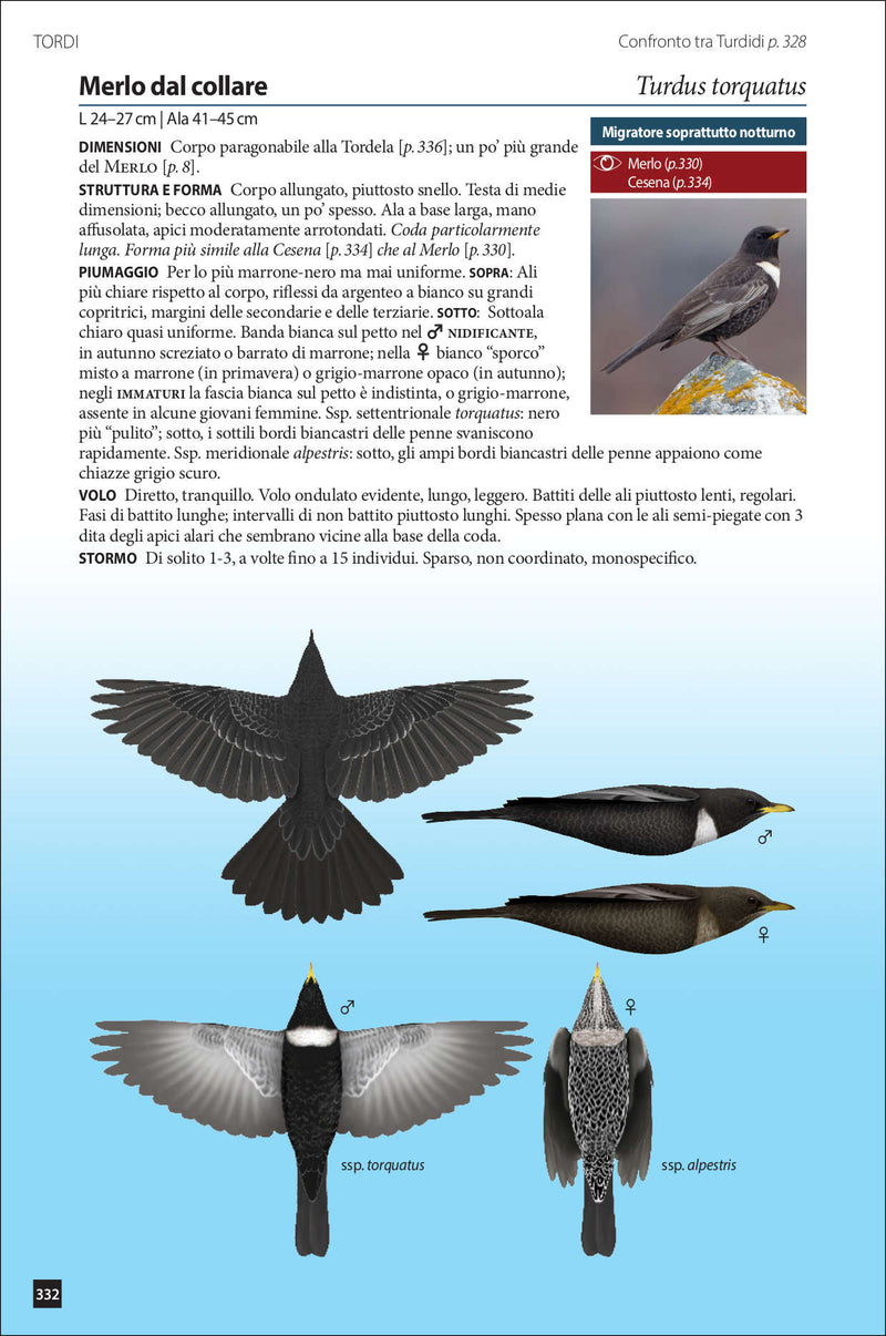 Identificare i passeriformi europei in volo