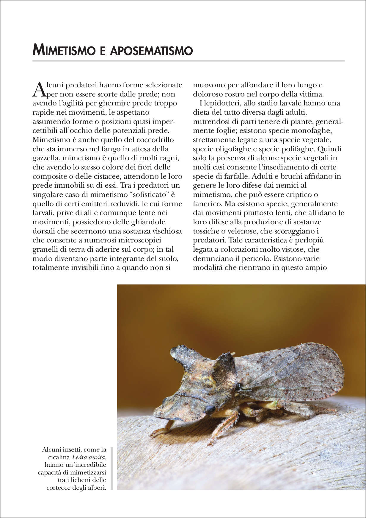 Il pianeta degli insetti