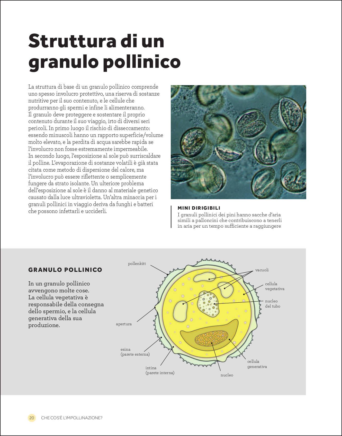L'impollinazione. La lunga relazione tra piante e impollinatori