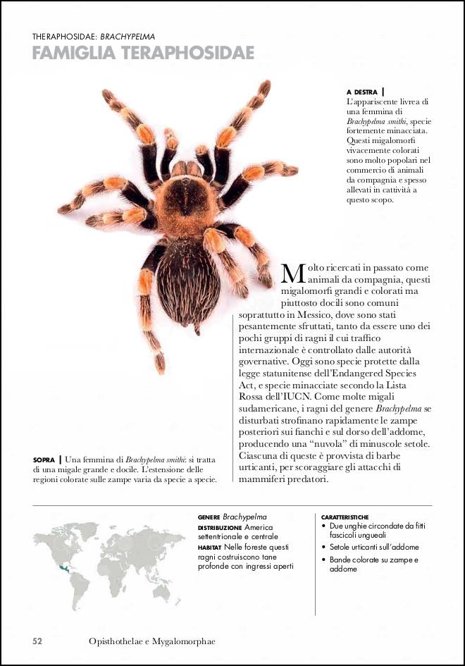 Ragni del mondo