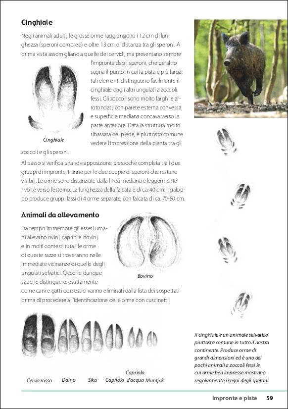 Tracce e segni degli animali