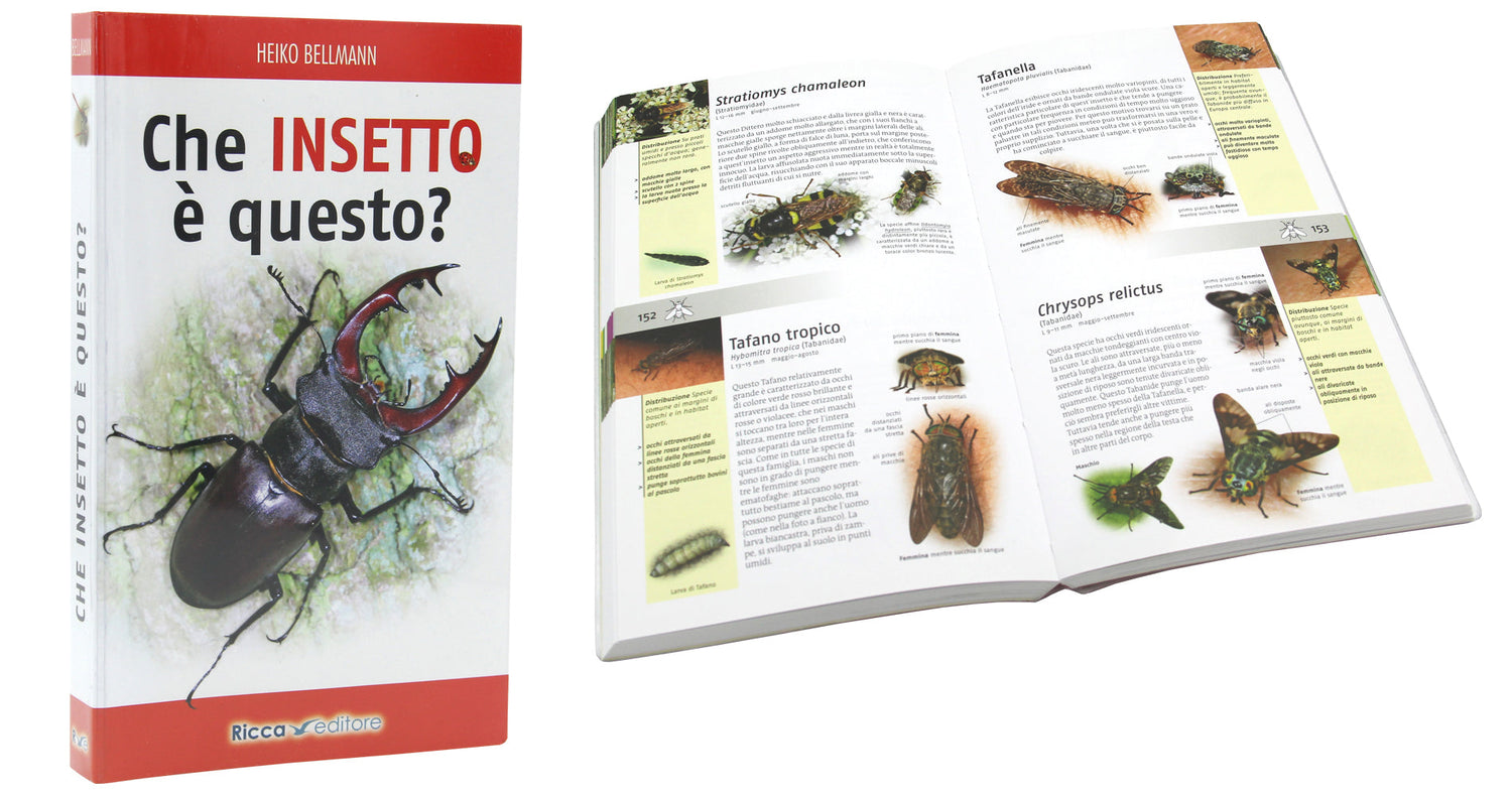 Come riconoscere gli insetti