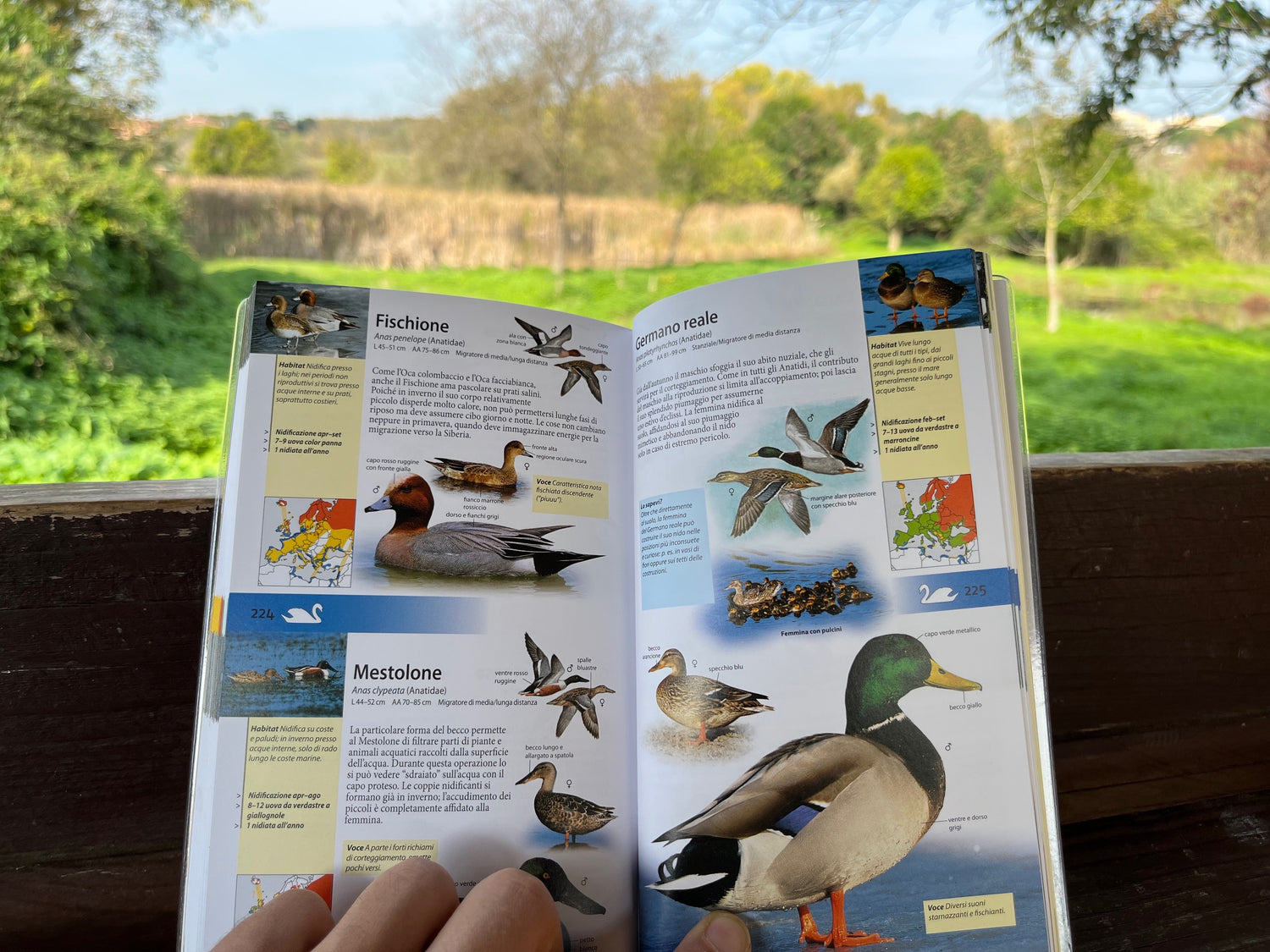Birdwatching in Italia: guida completa e le migliori guide da campo da acquistare