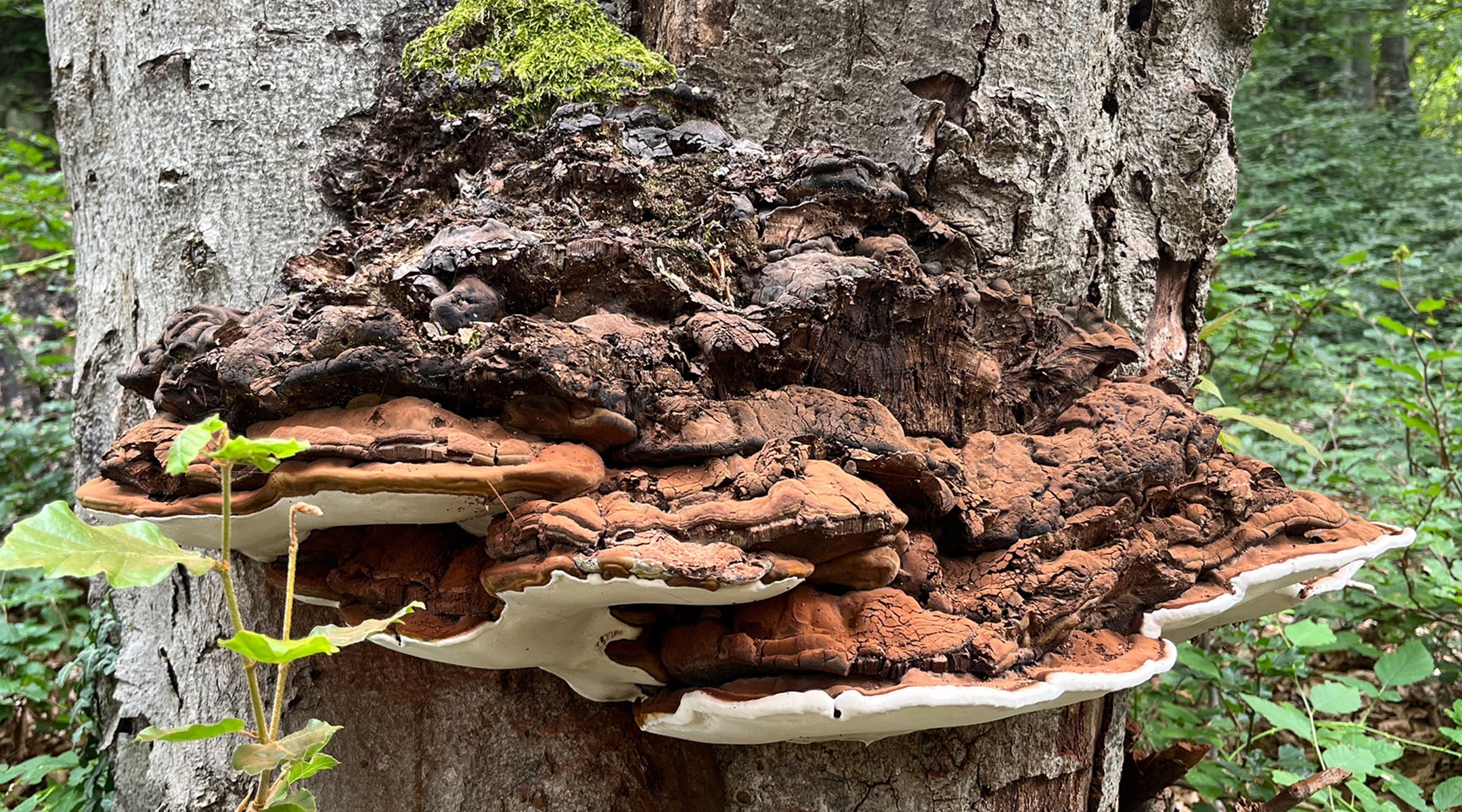 Funghi