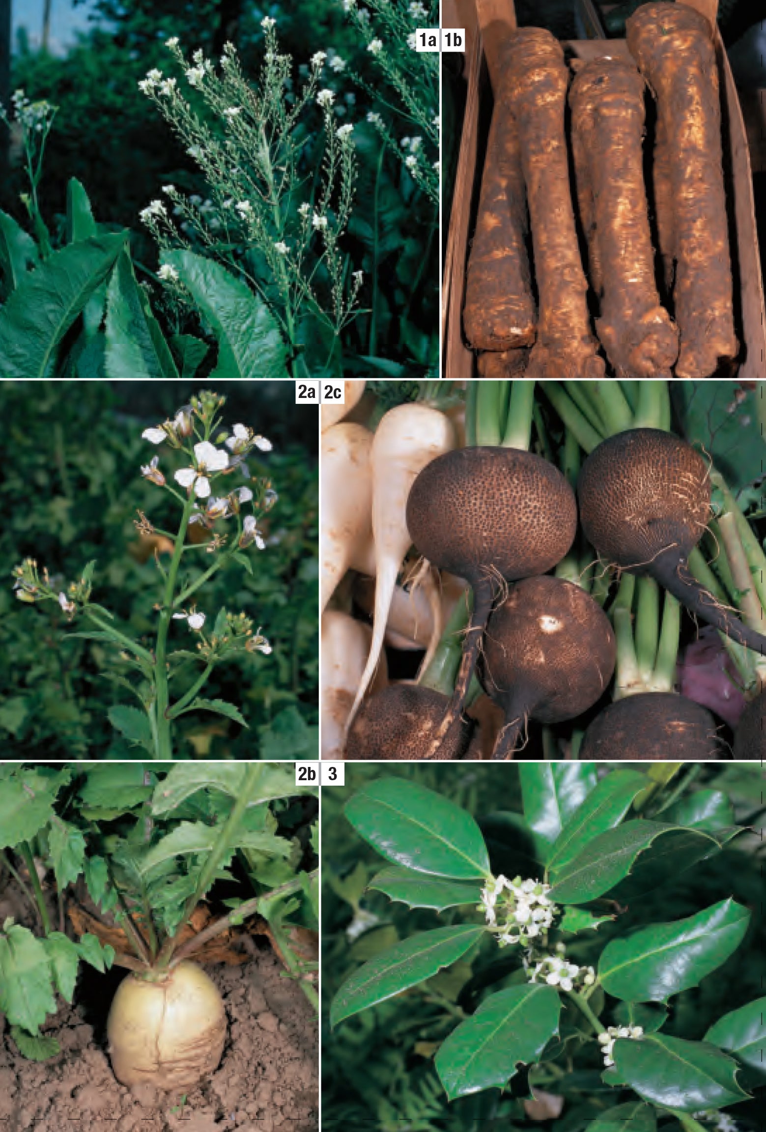 Guida alle piante medicinali. Oltre 600 piante officinali e velenose d'Europa