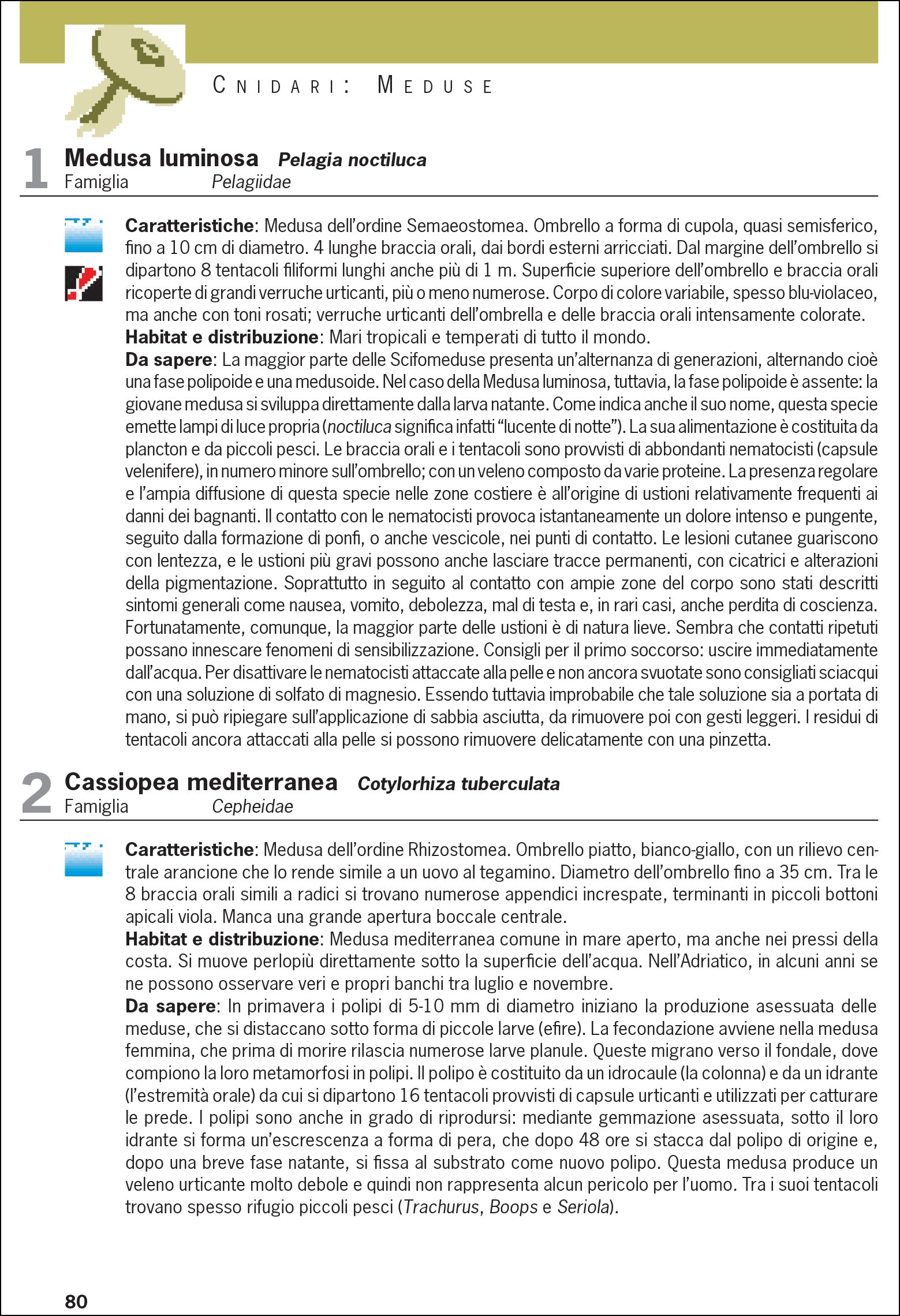 Cosa vive nel Mediterraneo? Guida all'identificazione per subacquea e snorkeling