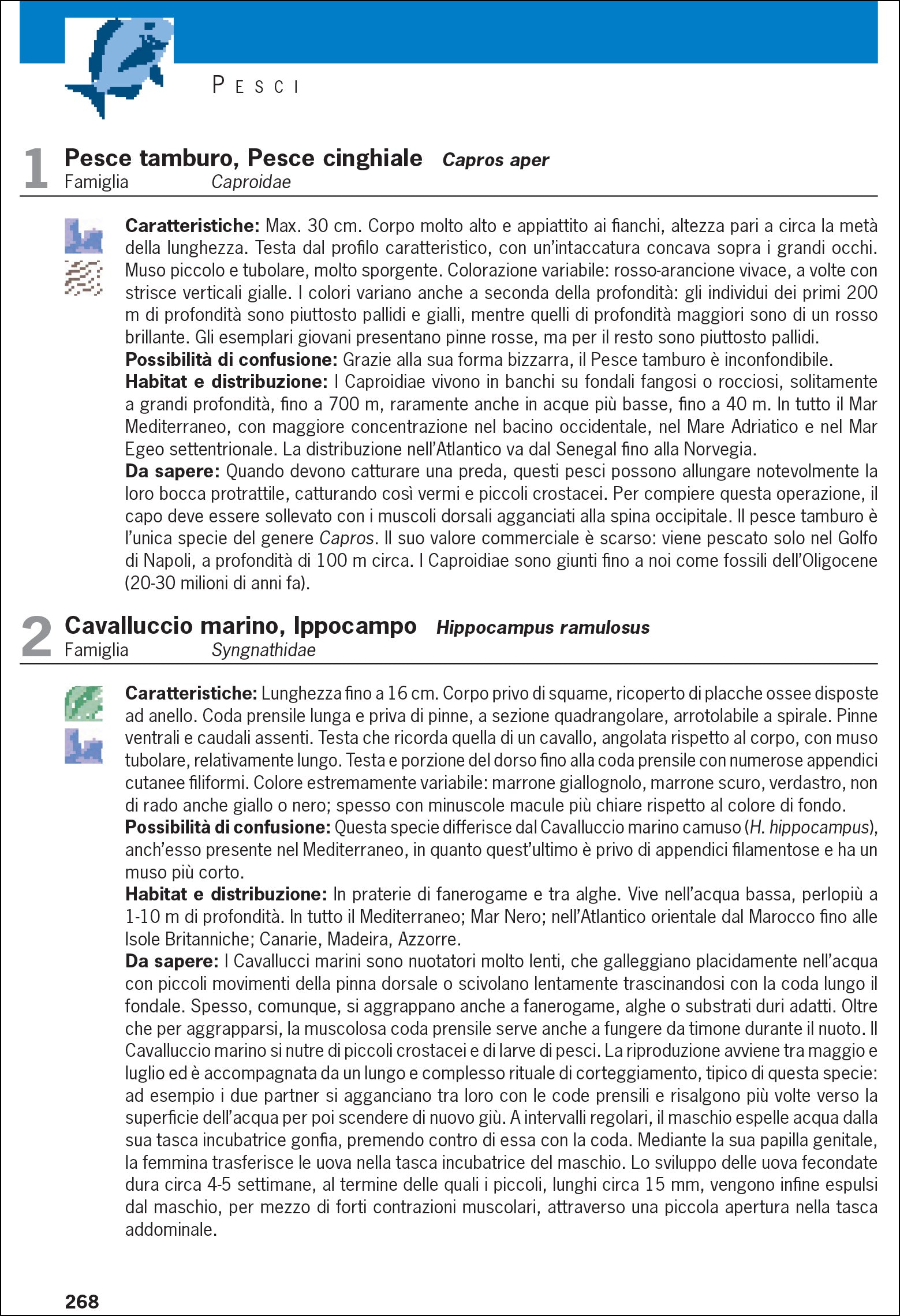 Cosa vive nel Mediterraneo? Guida all'identificazione per subacquea e snorkeling