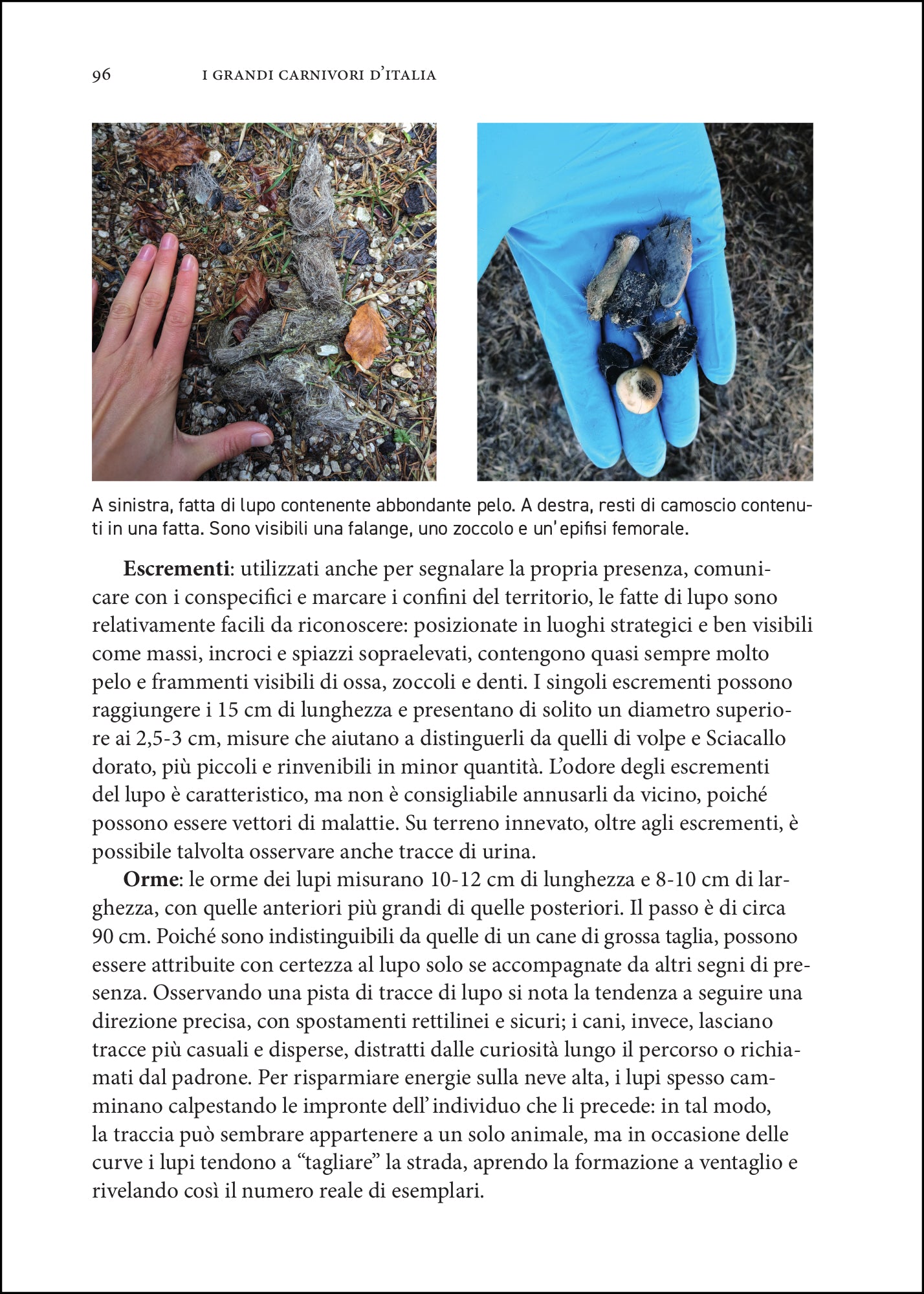 I grandi carnivori d'Italia. L’orso, il lupo, lo sciacallo dorato e la lince