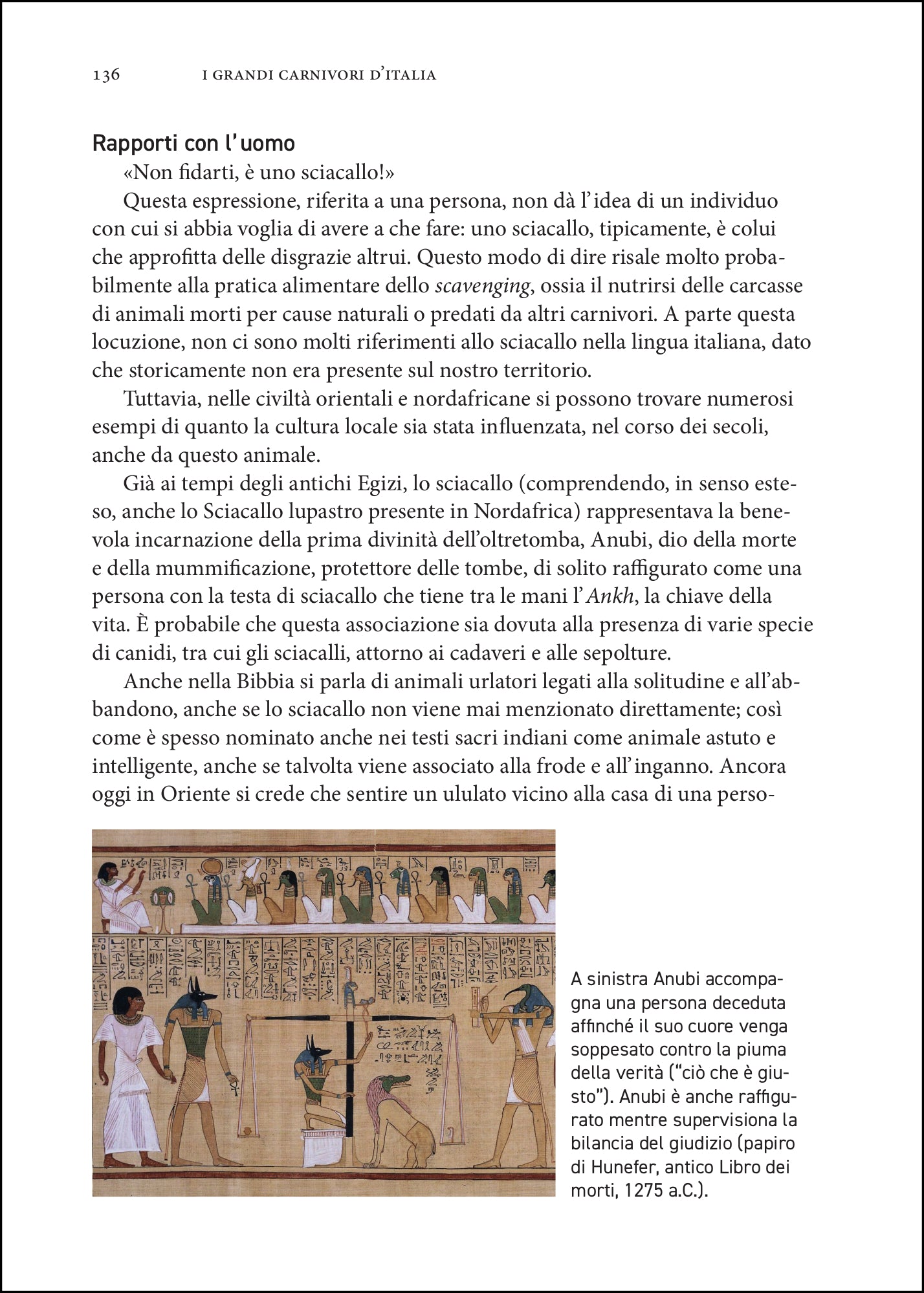 I grandi carnivori d'Italia. L’orso, il lupo, lo sciacallo dorato e la lince