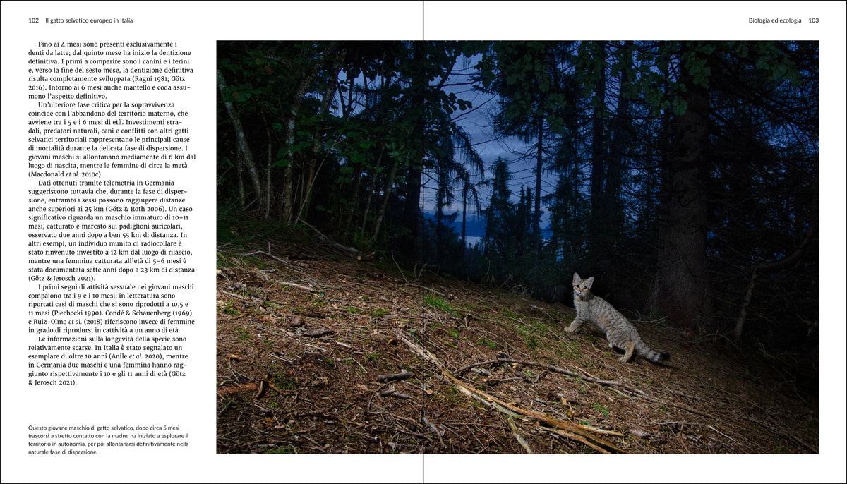 Il gatto selvatico europeo in Italia. Biologia, ecologia e conservazione