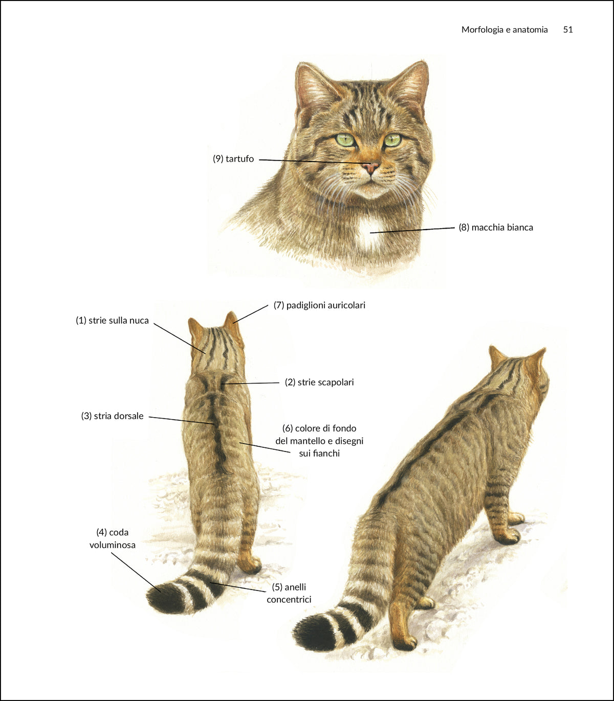 Il gatto selvatico europeo in Italia. Biologia, ecologia e conservazione