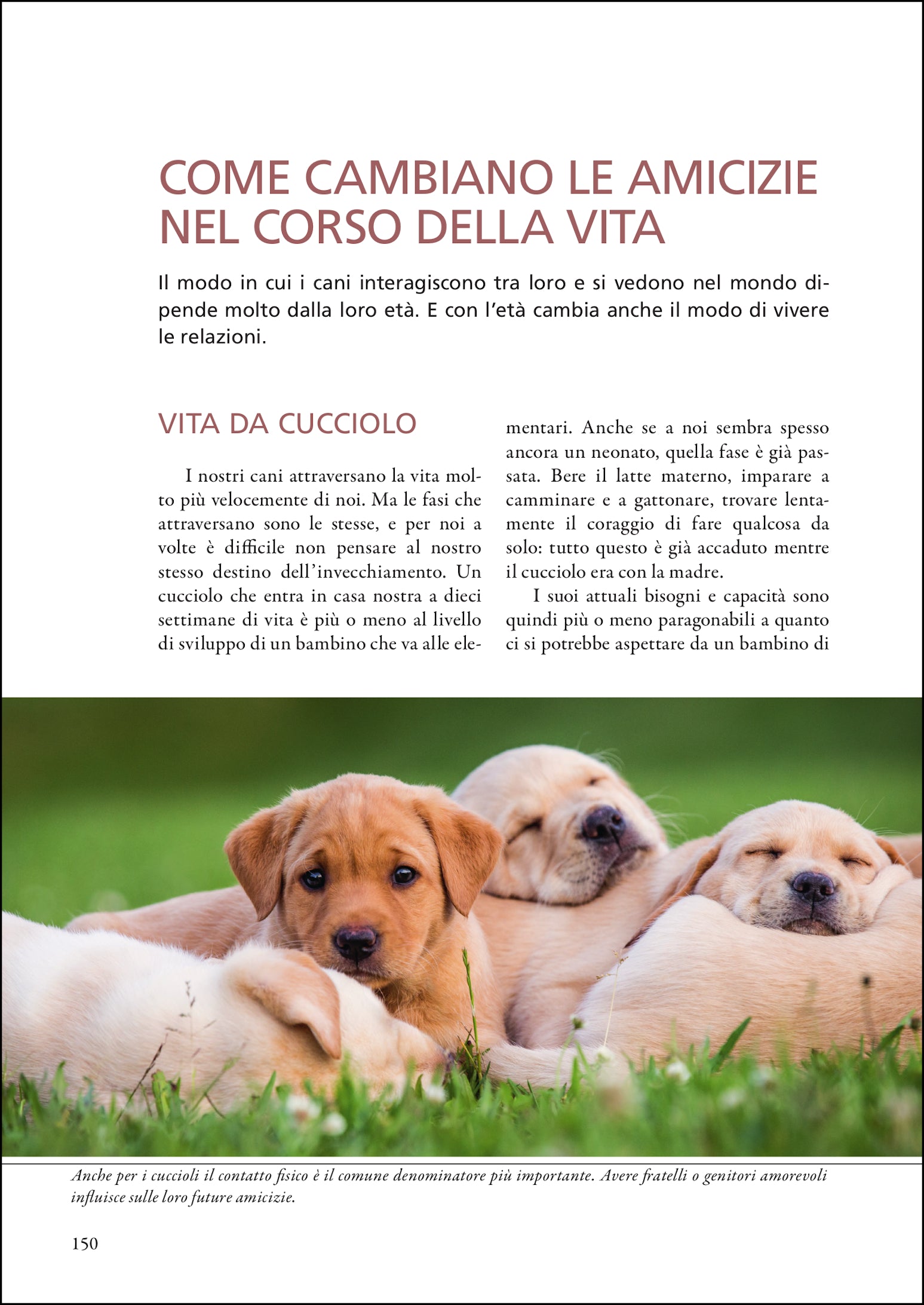 Imparare a leggere i cani. Il comportamento dei cani spiegato in modo pratico