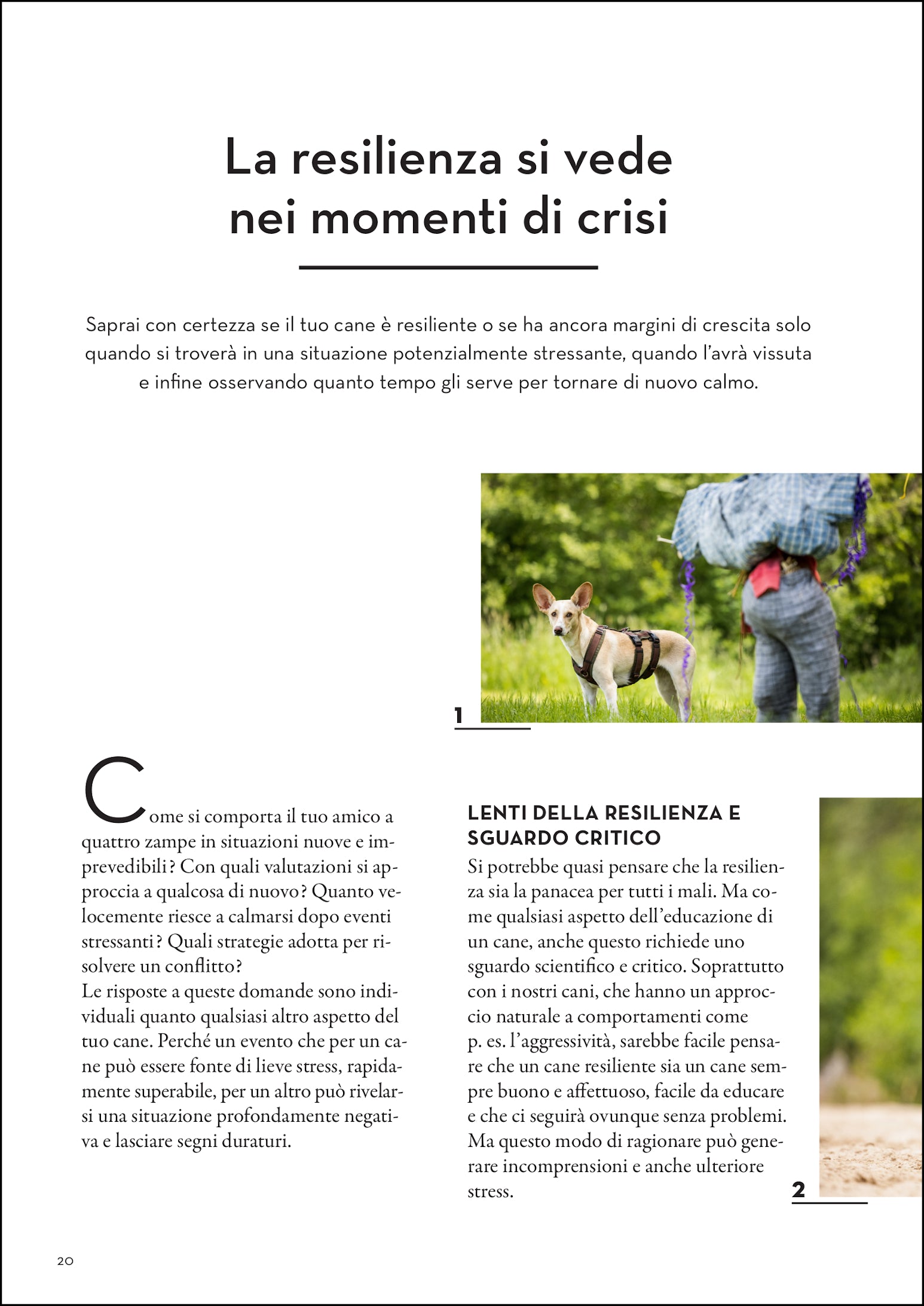 La resilienza nei cani. Per una gestione serena di conflitti e stress
