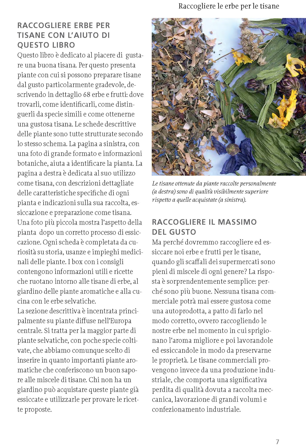 Interni libro Tisane da erbe e frutti selvatici Ricca Editore Beiser raccogliere le erbe per le tisane