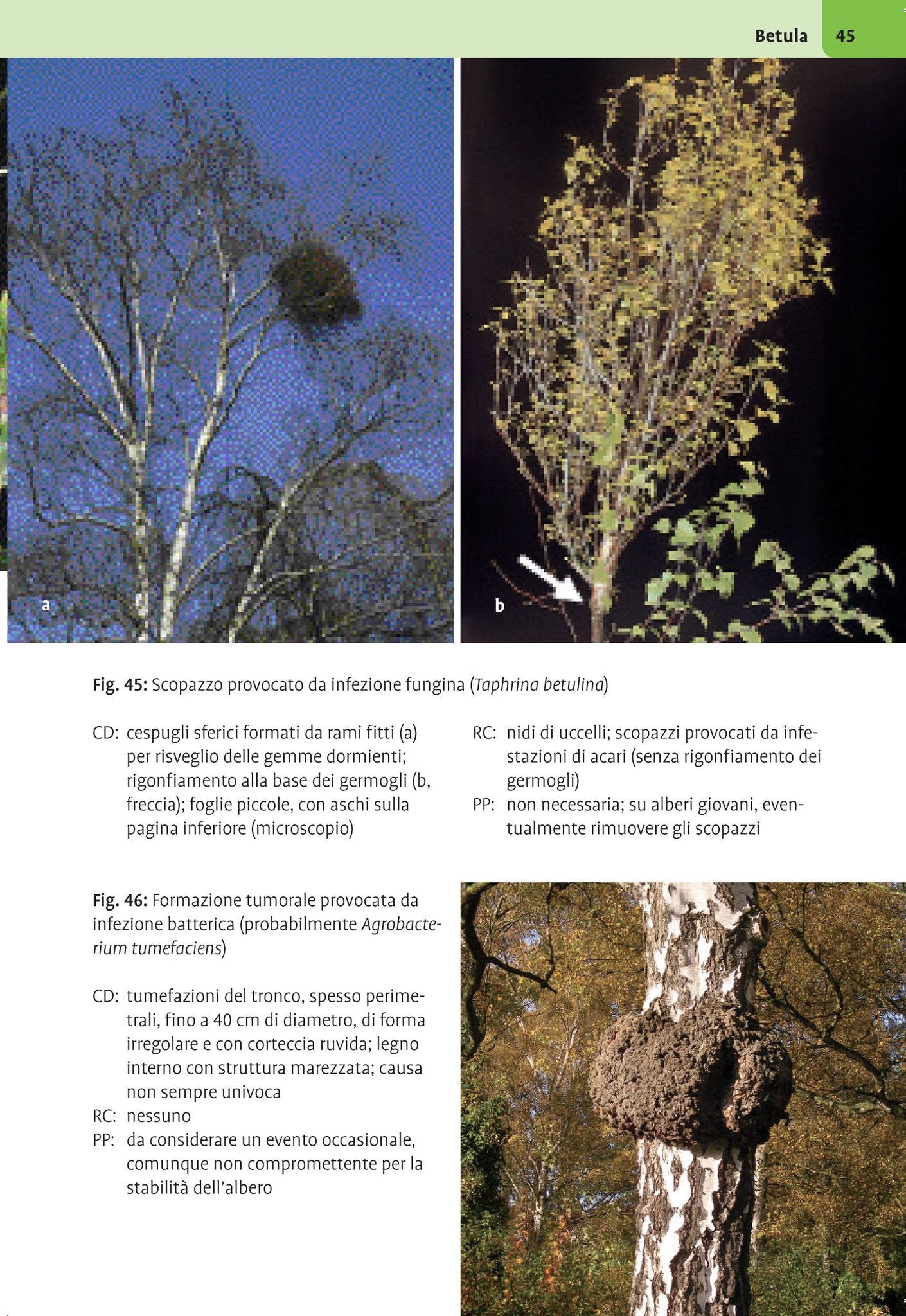 Atlante illustrato malattie delle piante legnose. Arbusti ornamentali, alberi di parchi e viali