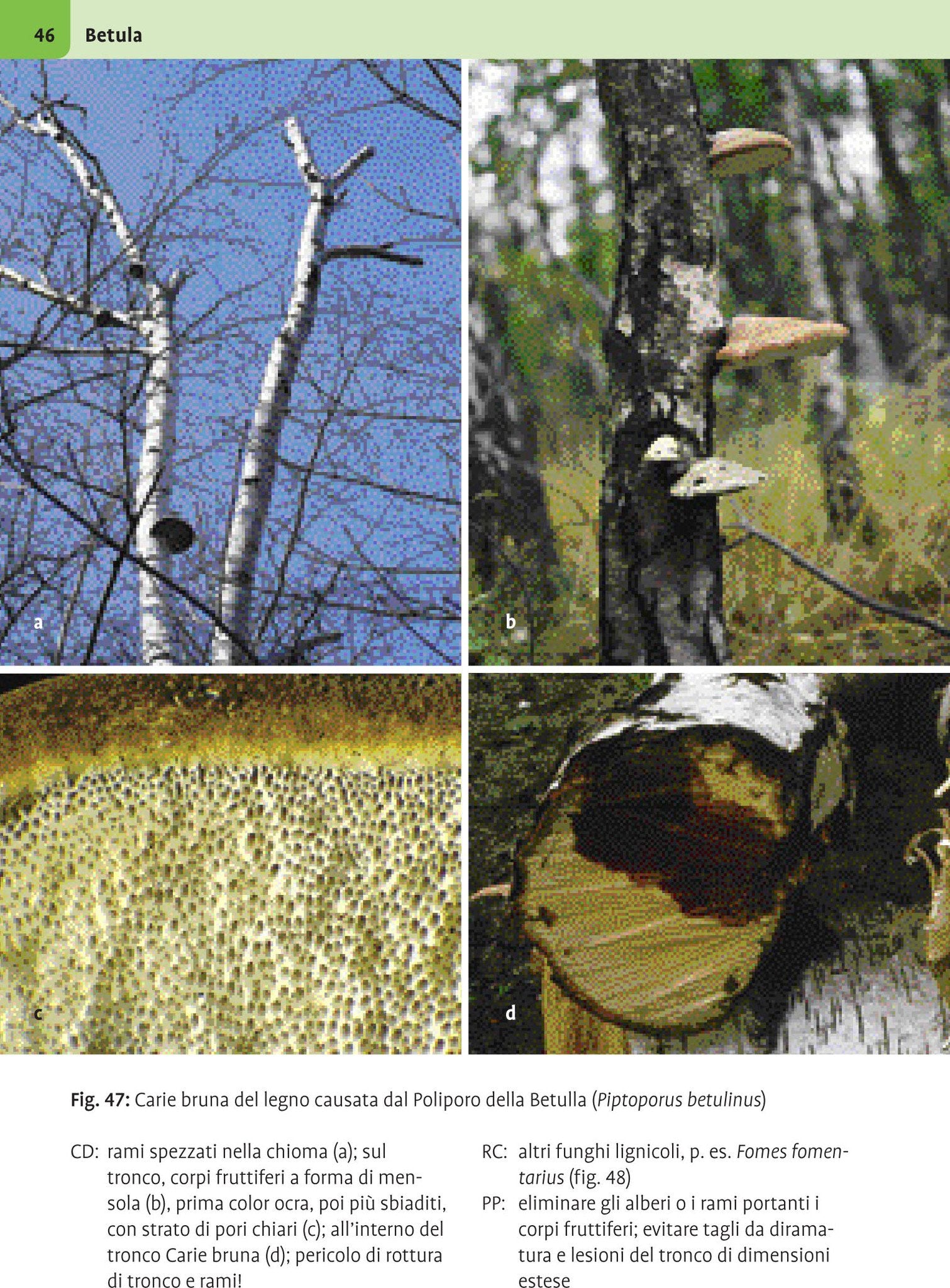 Atlante illustrato malattie delle piante legnose. Arbusti ornamentali, alberi di parchi e viali