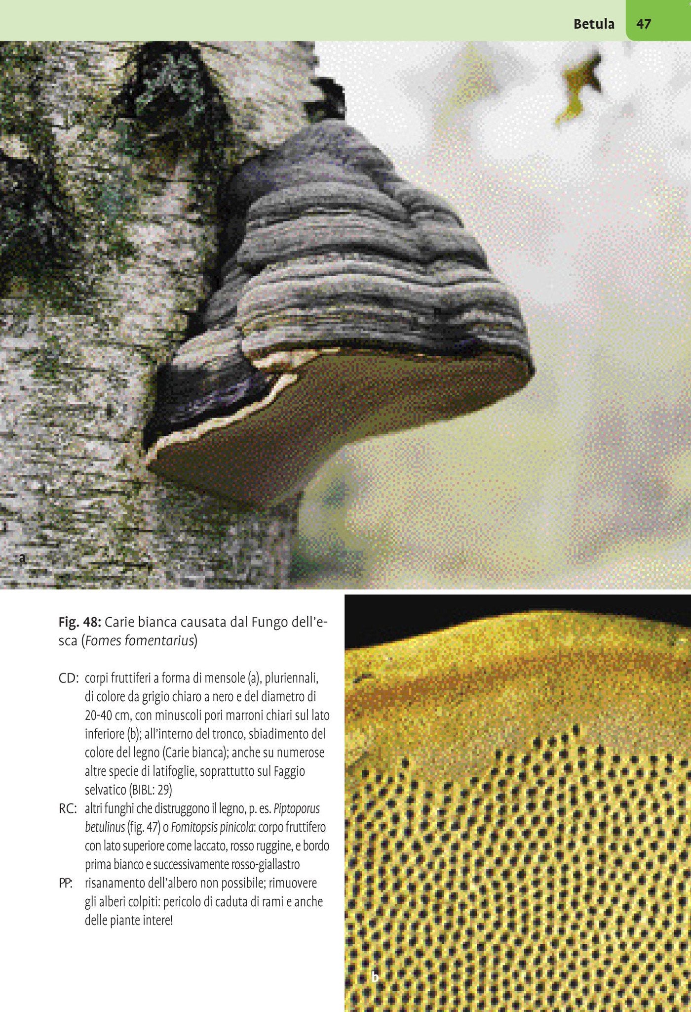 Atlante illustrato malattie delle piante legnose. Arbusti ornamentali, alberi di parchi e viali