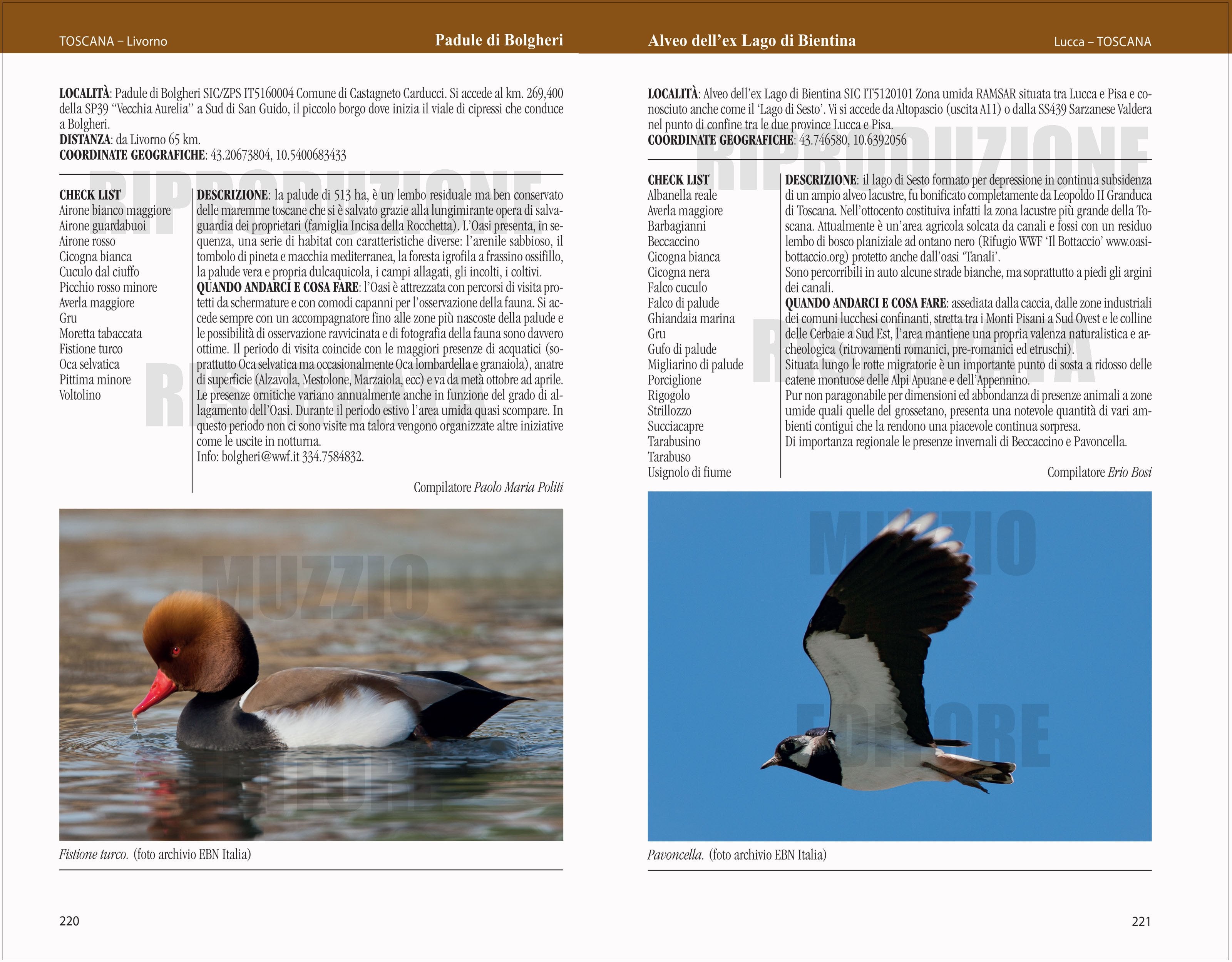 Birdwatching in Italia. La più completa guida ai luoghi dove osservare uccelli in Italia
