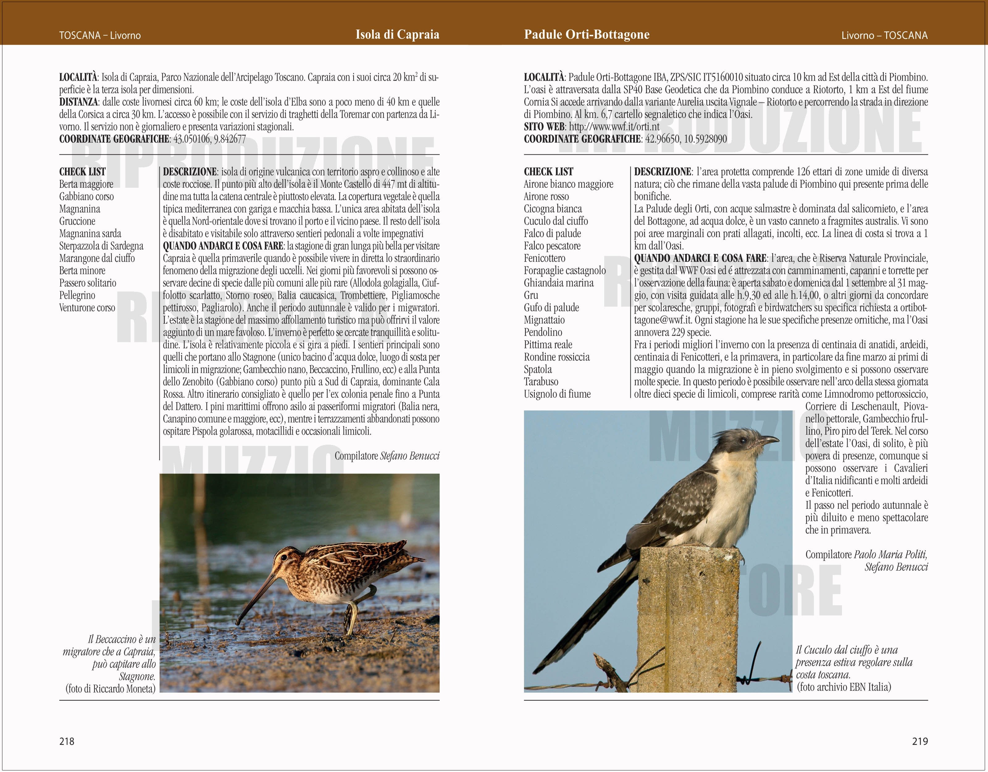 Birdwatching in Italia. La più completa guida ai luoghi dove osservare uccelli in Italia