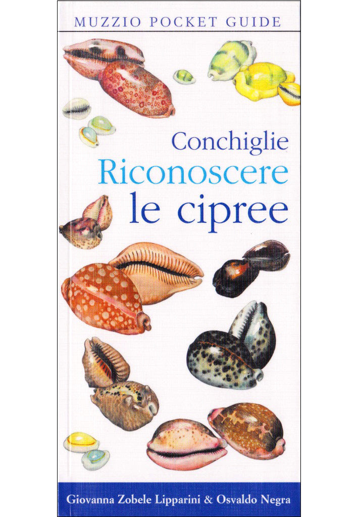 Conchiglie. Riconoscere le cipree