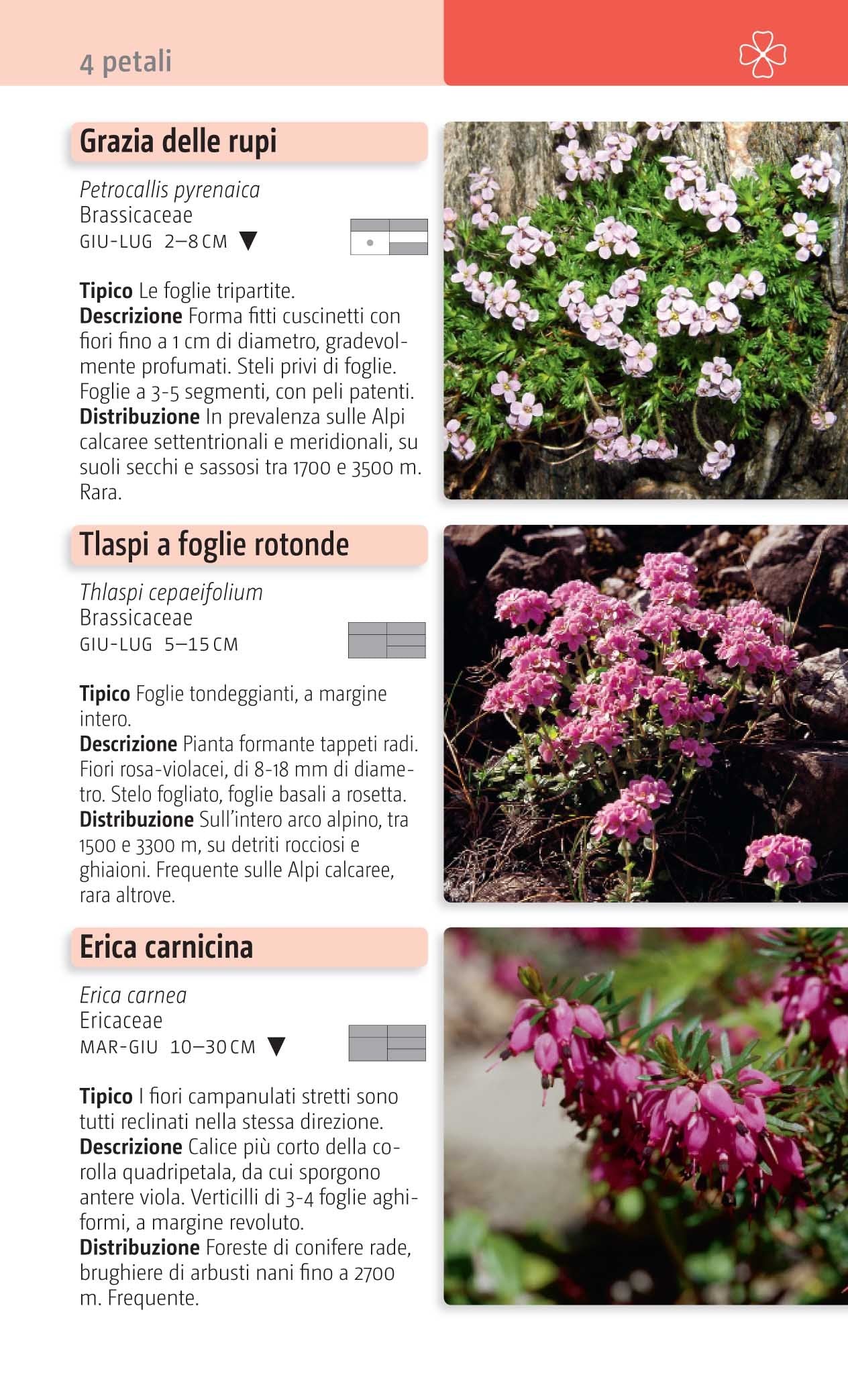 Fiori delle Alpi