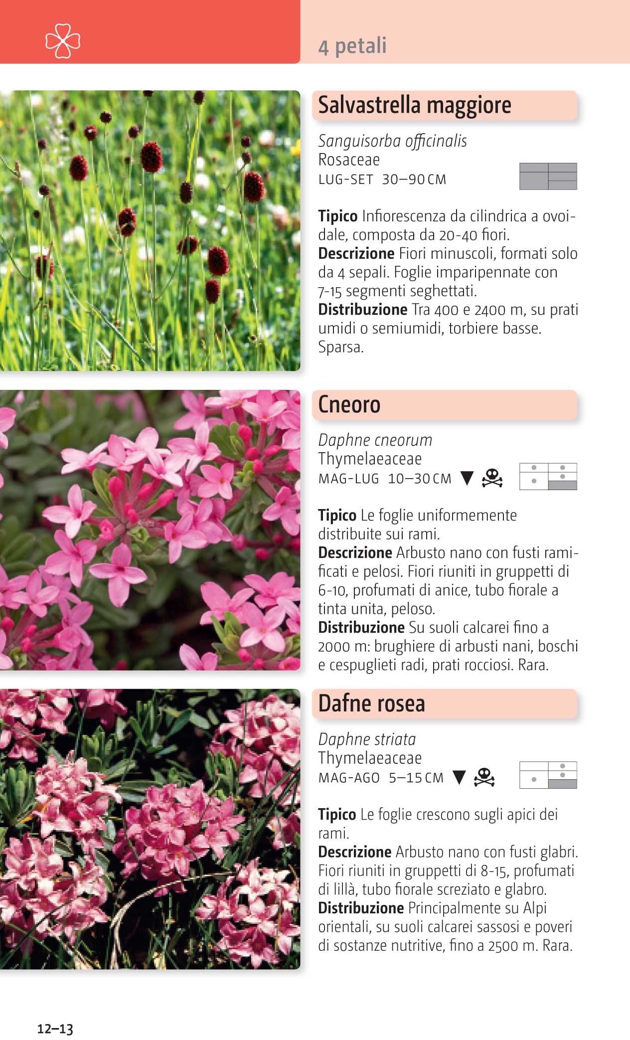 Fiori delle Alpi