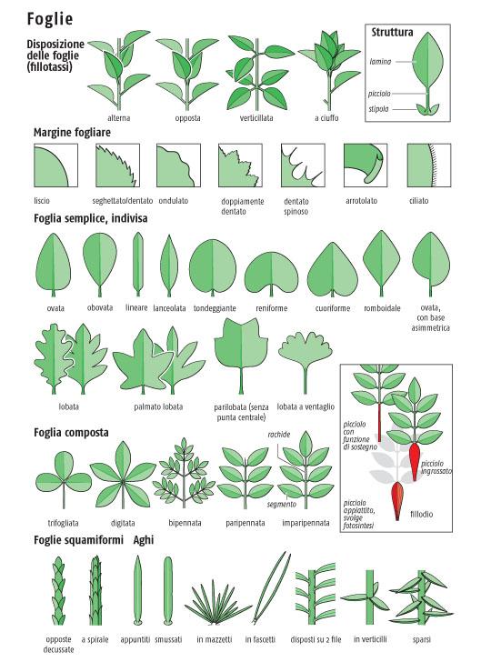 Guida agli alberi d'Europa