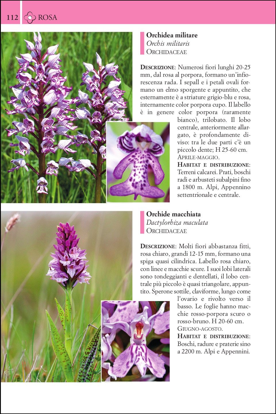 Guida ai fiori di montagna. 240 specie illustrate con fotografie a colori