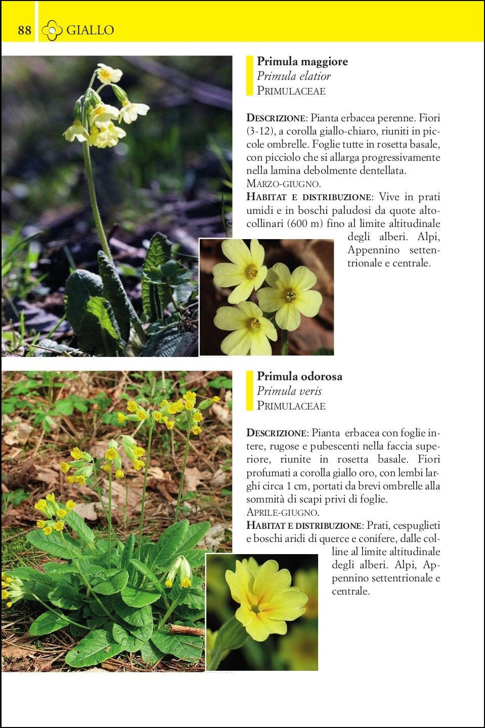 Guida ai fiori di montagna. 240 specie illustrate con fotografie a colori