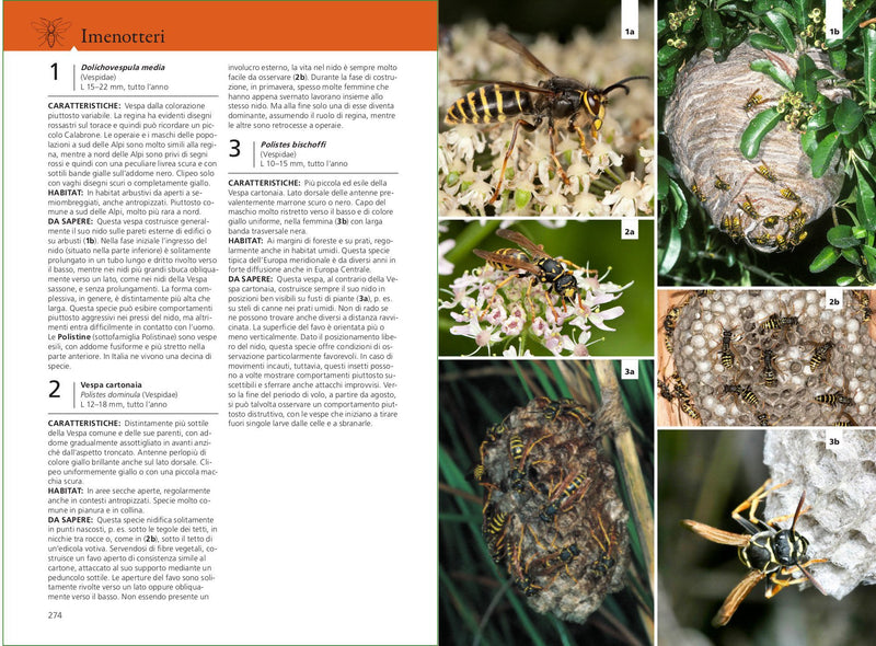 Guida agli insetti d'Europa. Circa 900 specie illustrate con oltre 1400 fotografie a colori