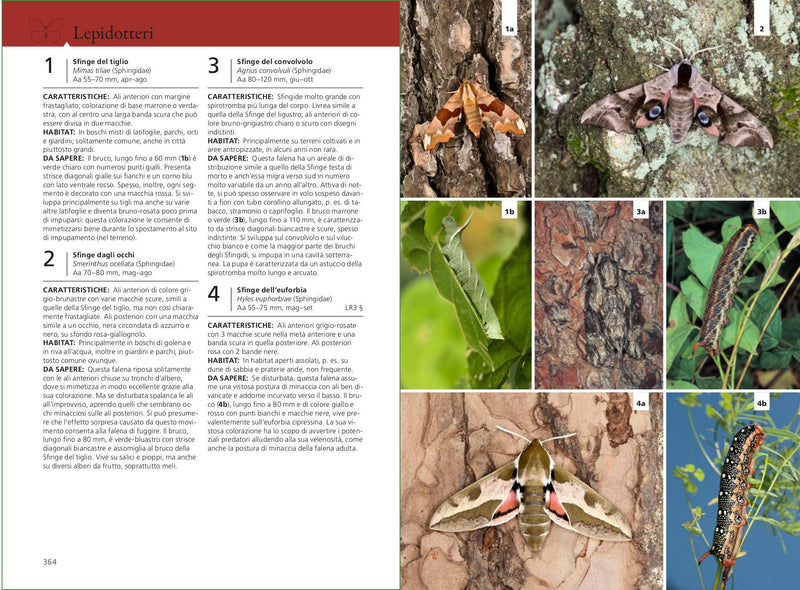 Guida agli insetti d'Europa. Circa 900 specie illustrate con oltre 1400 fotografie a colori