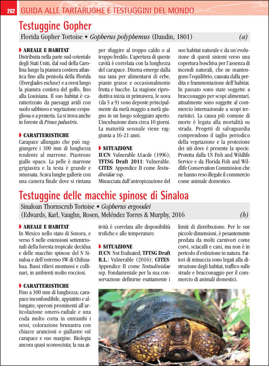 Guida alle tartarughe e testuggini del mondo