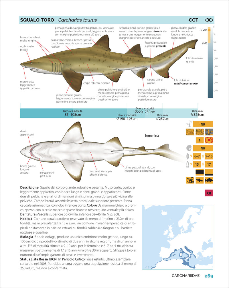 Guida a squali, razze e chimere del Mediterraneo e d'Europa
