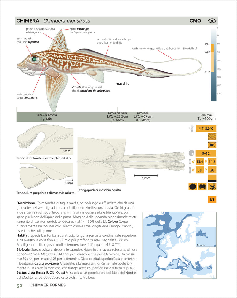 Guida a squali, razze e chimere del Mediterraneo e d'Europa