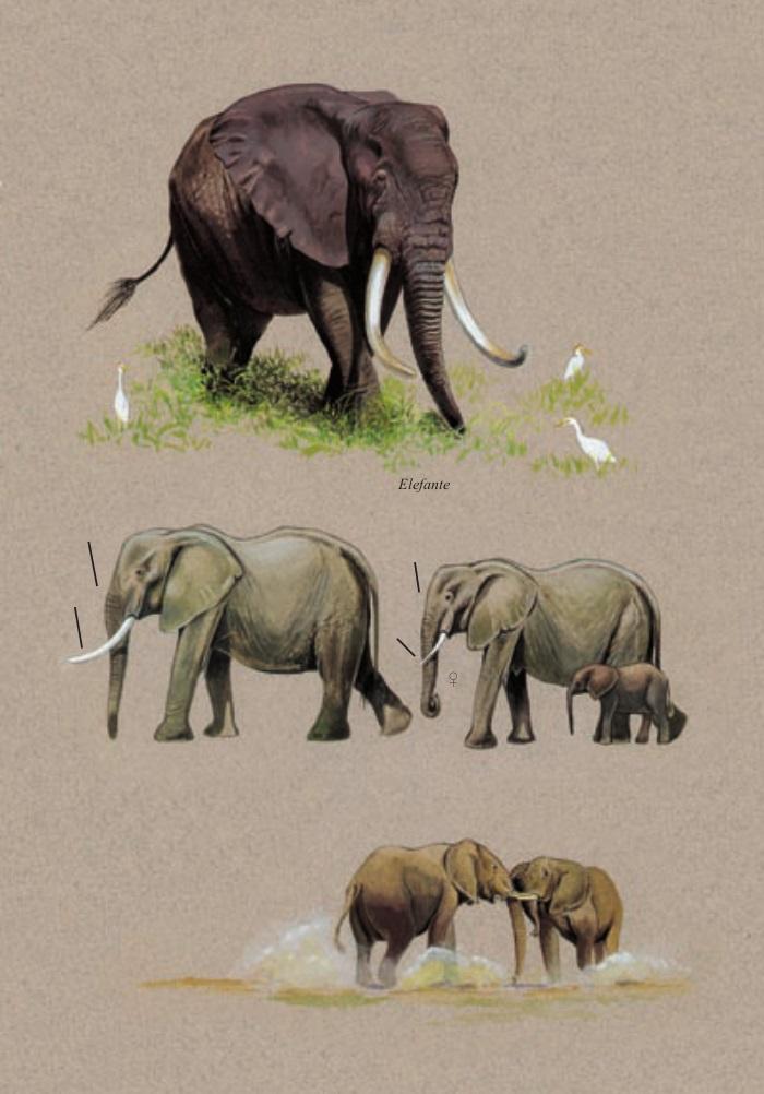 Guida dei mammiferi d'Africa e guida pratica al safari