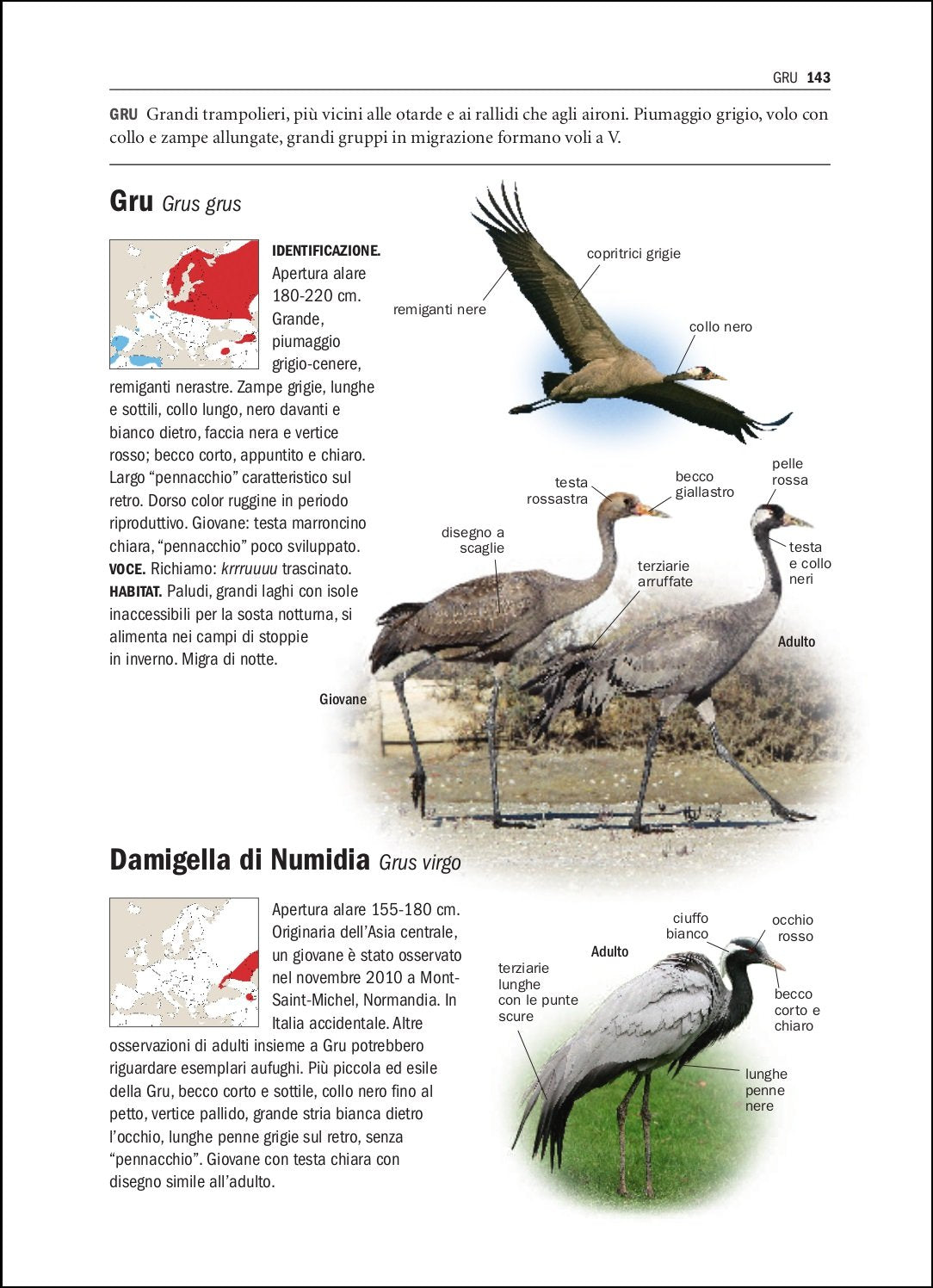 Tutti gli uccelli d'Europa