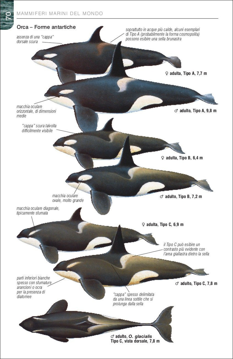 Balene, delfini e foche. Guida da campo ai mammiferi marini del mondo